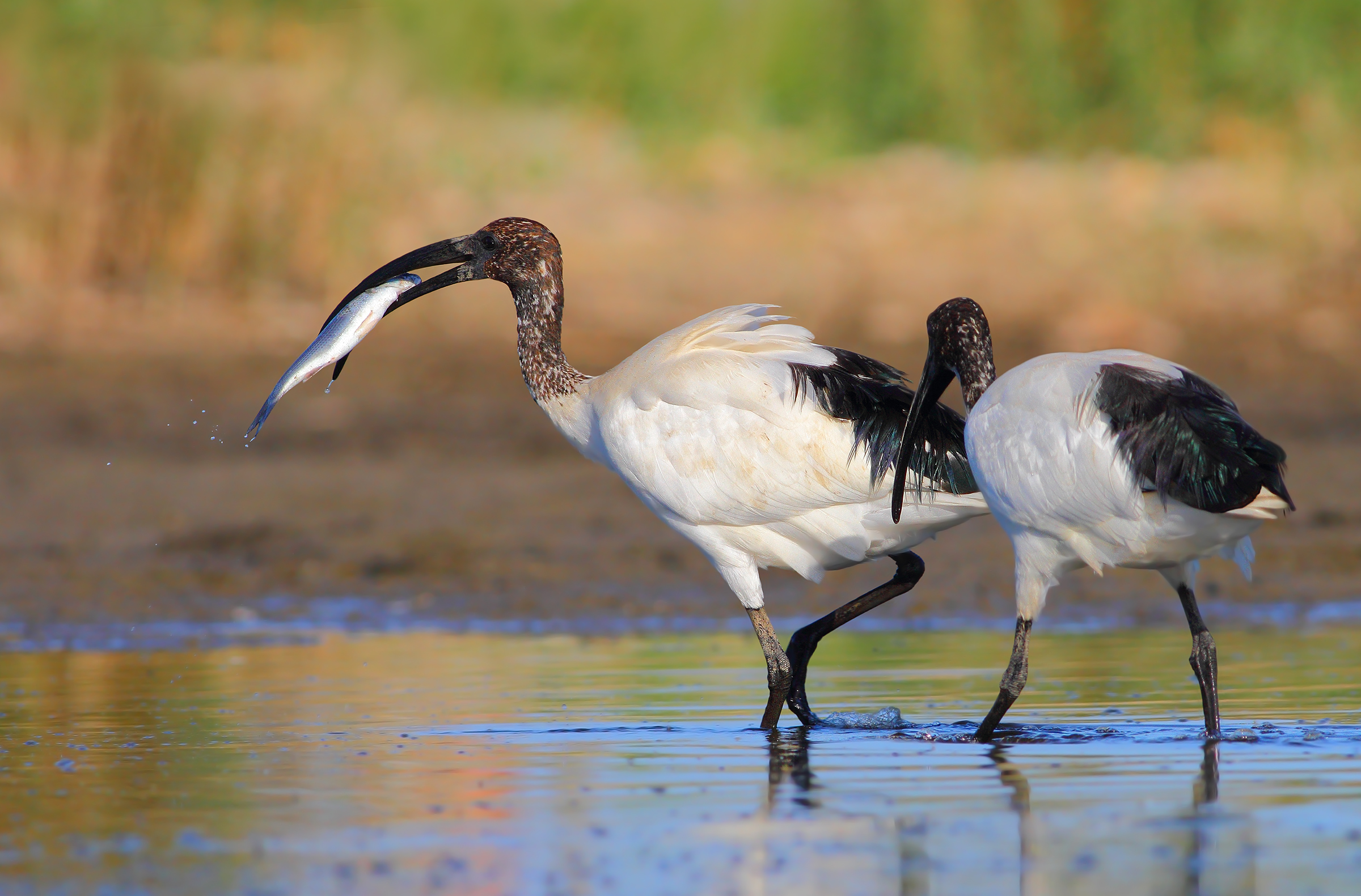 Ibis sacri