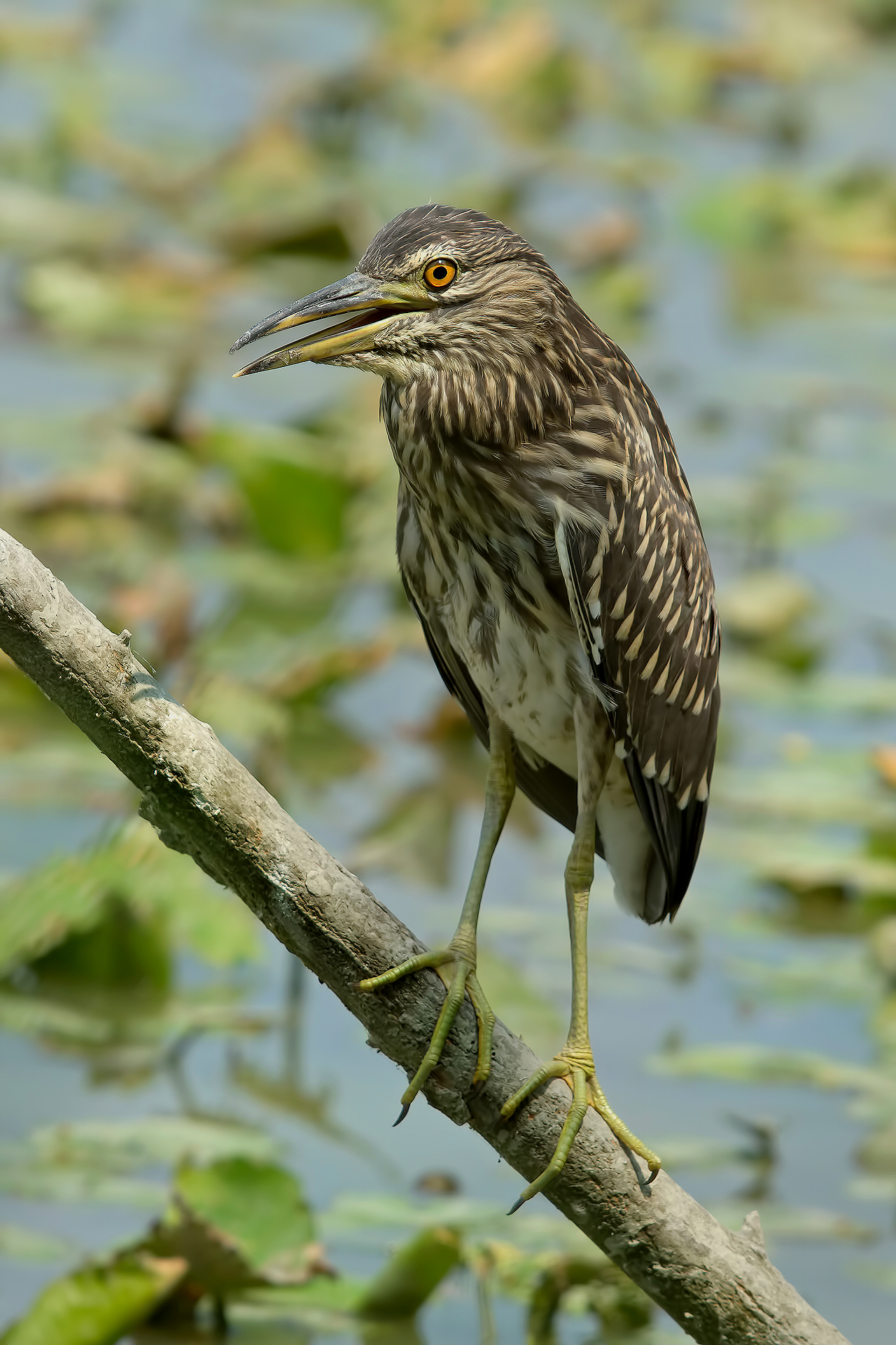 Young Black Crowned Night Heron