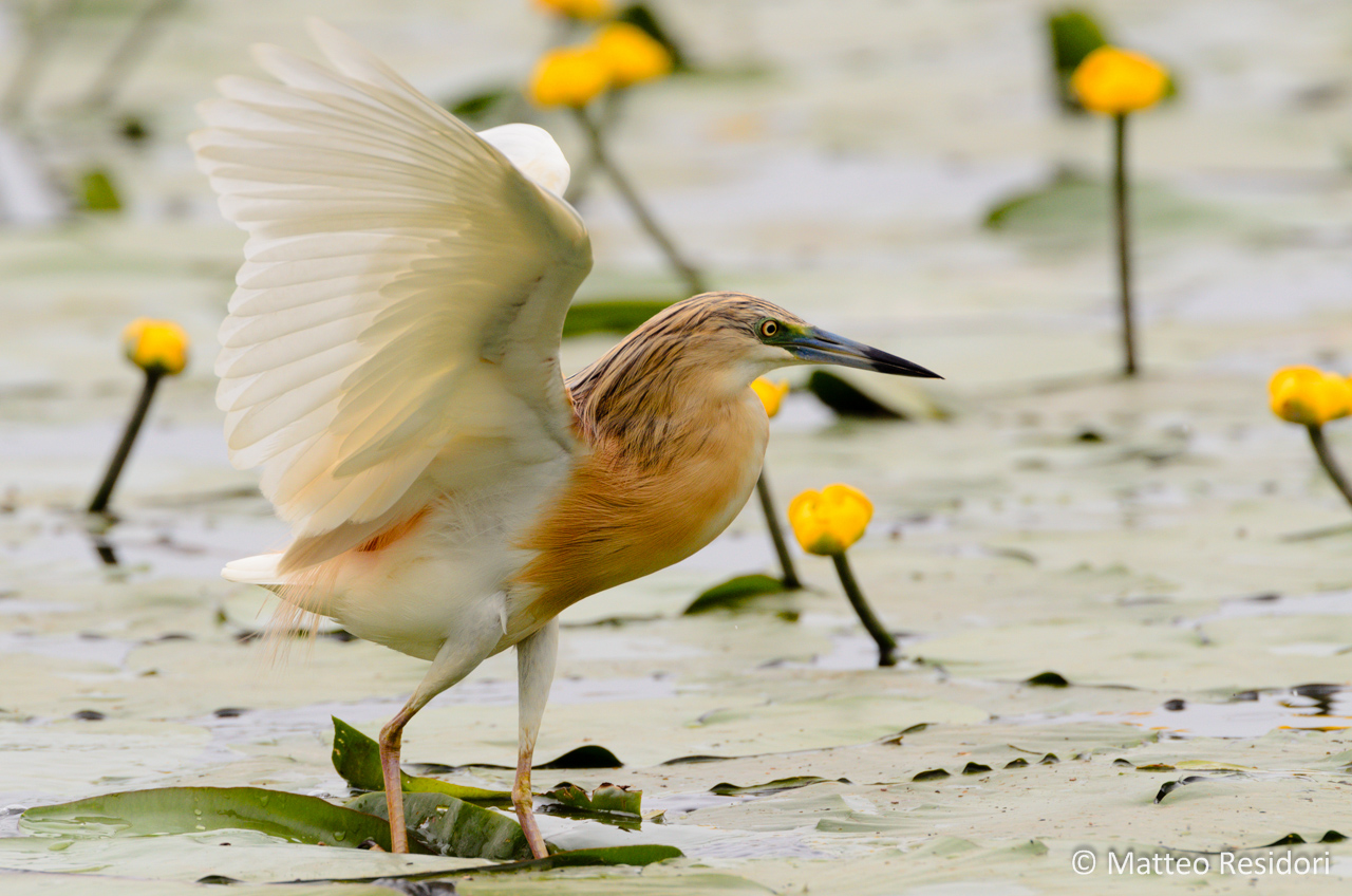 In a flutter of wings