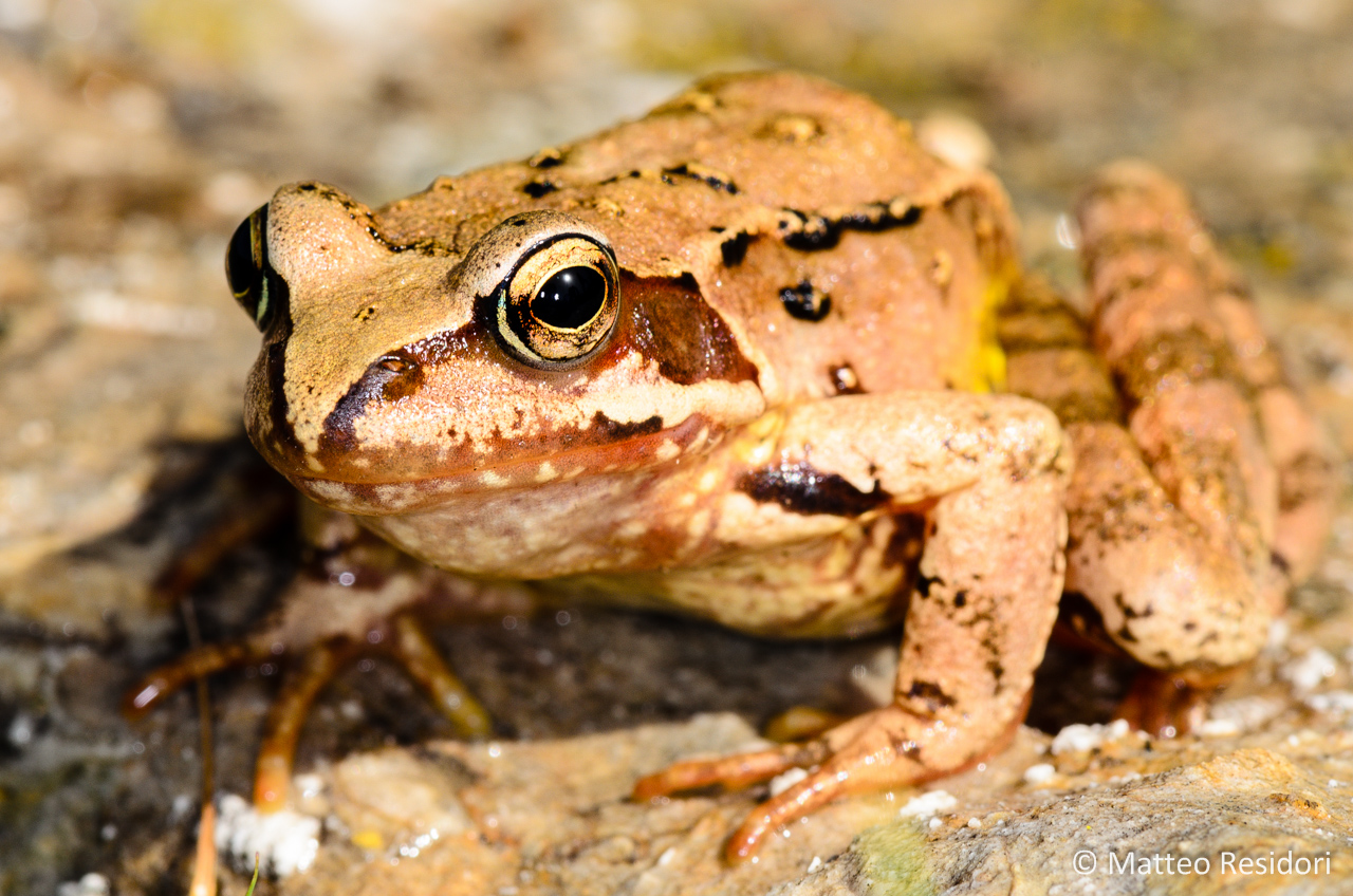 Agile Frog dalmatina