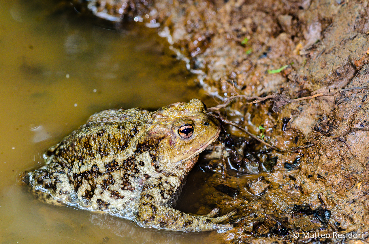 Common Toad