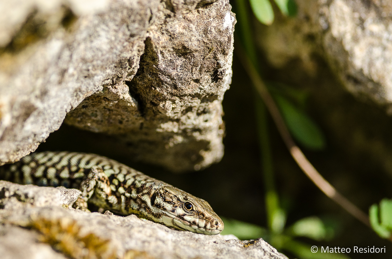 Wall Lizard
