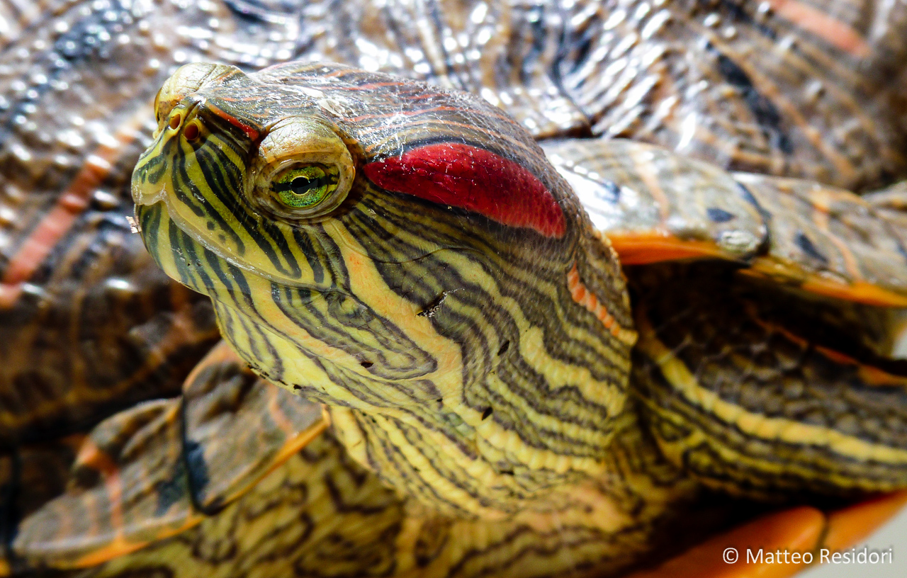 Trachemys scripta elegans