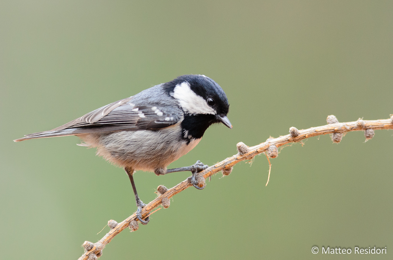 Coal Tit