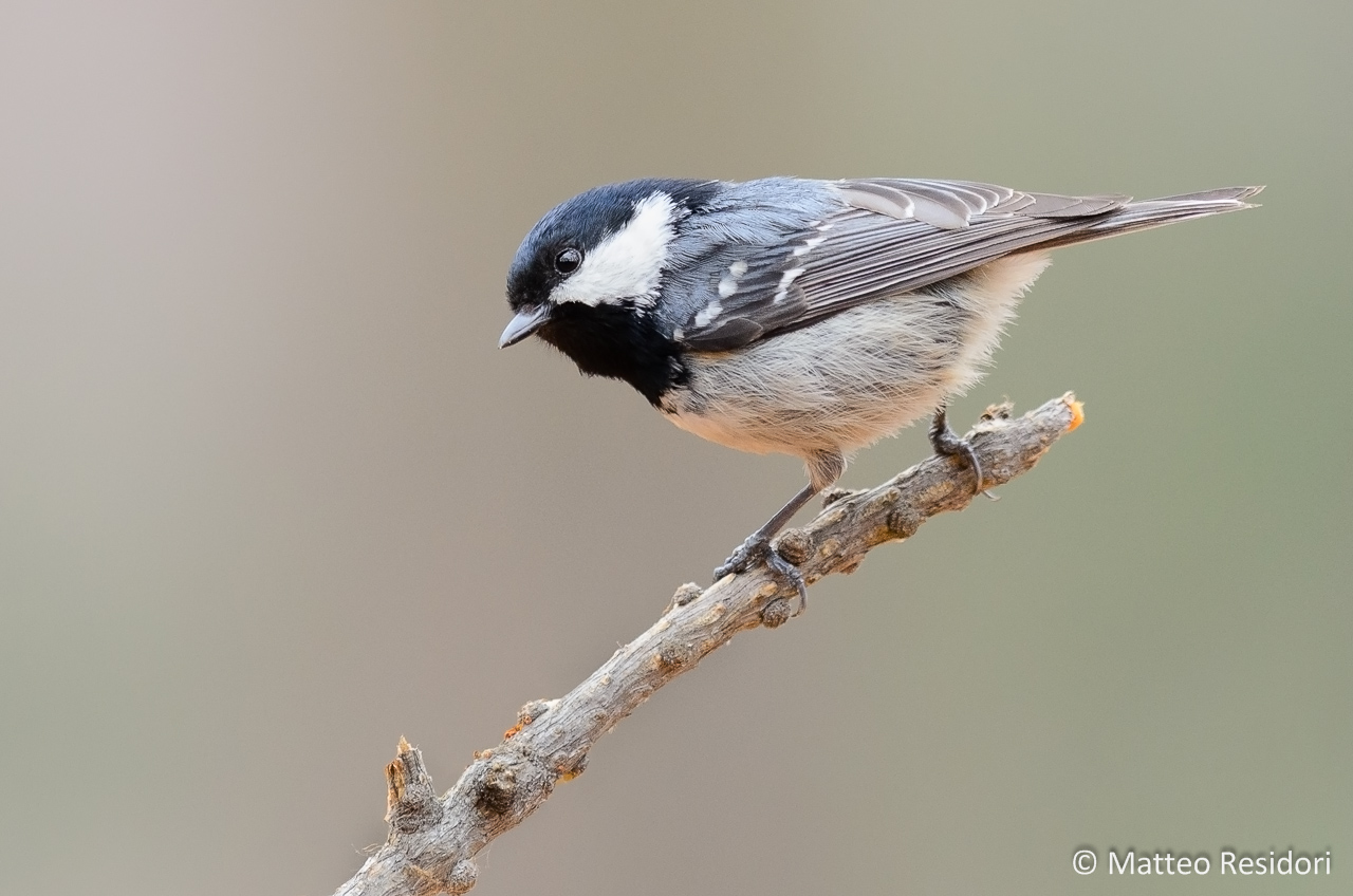 Coal Tit