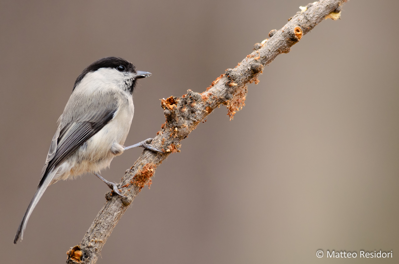 Chickadee