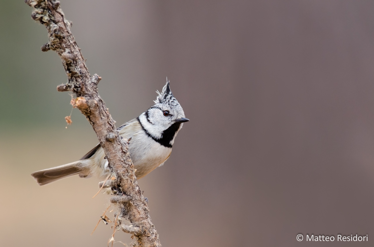 Crested Tit