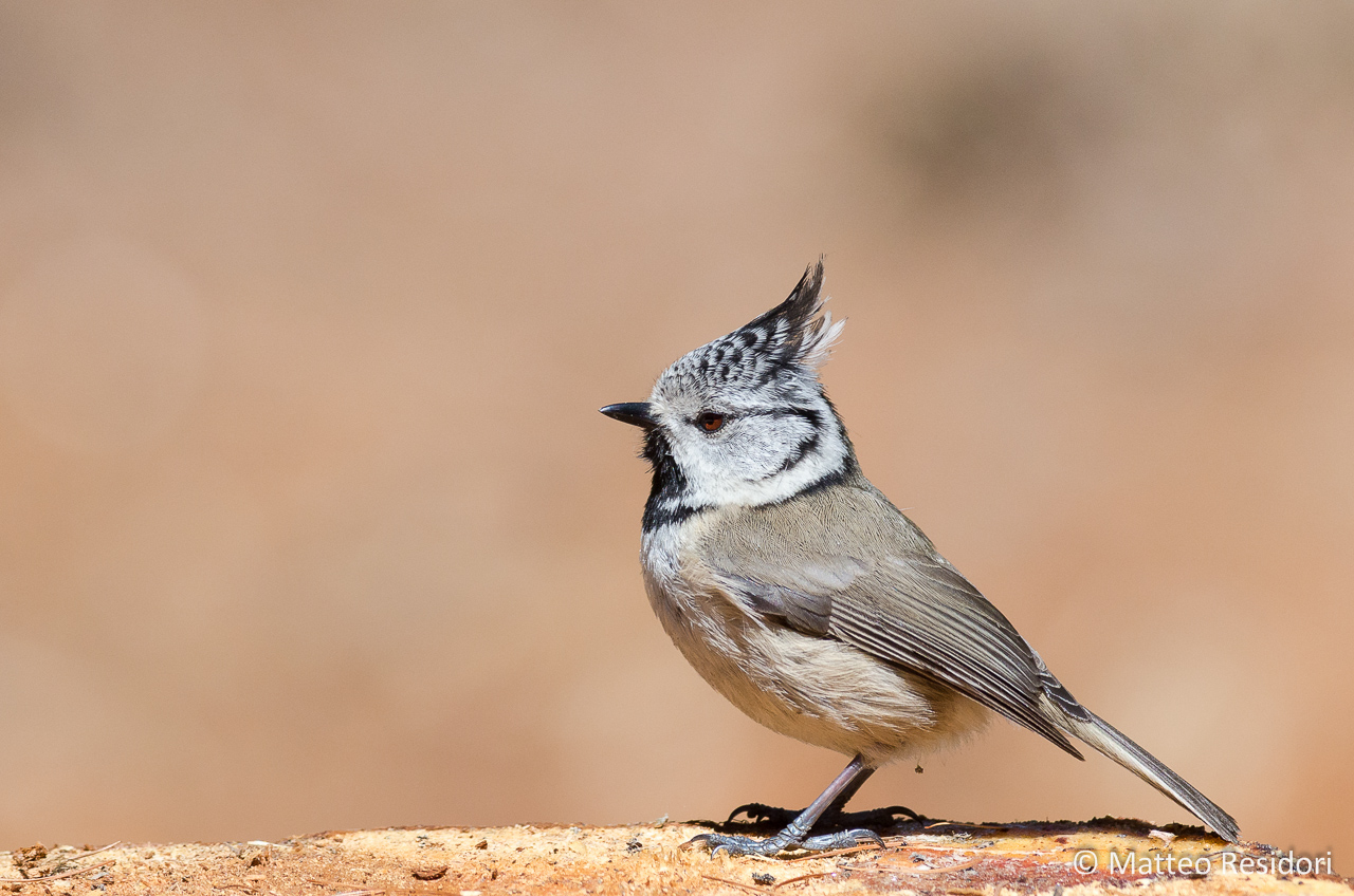Crested Tit