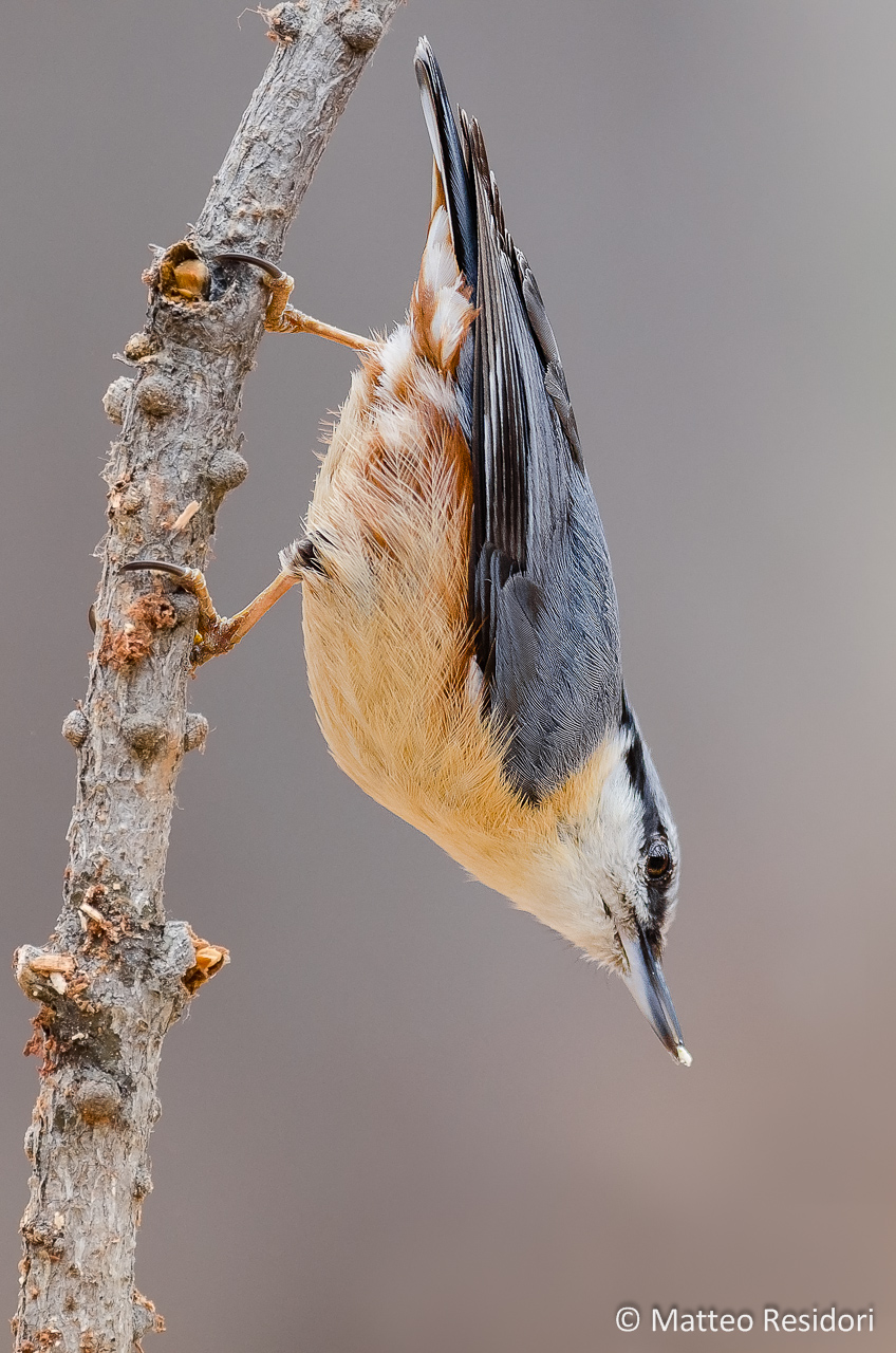 Nuthatch
