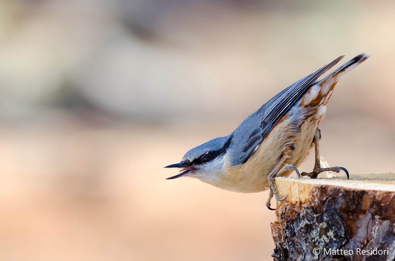 Nuthatch