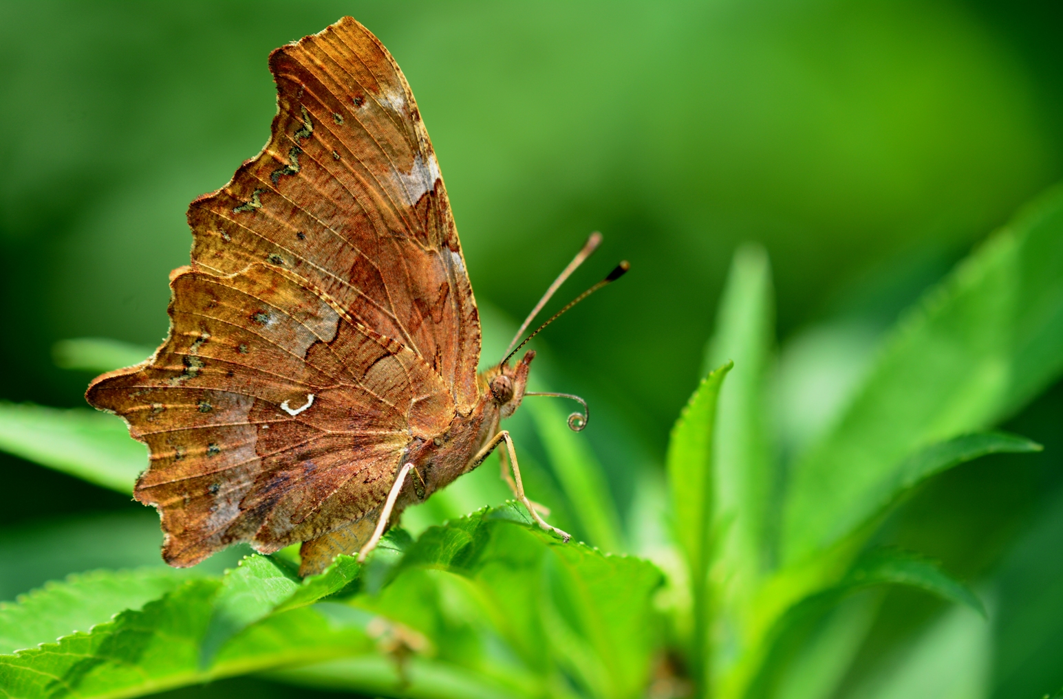 Polygonia c-album