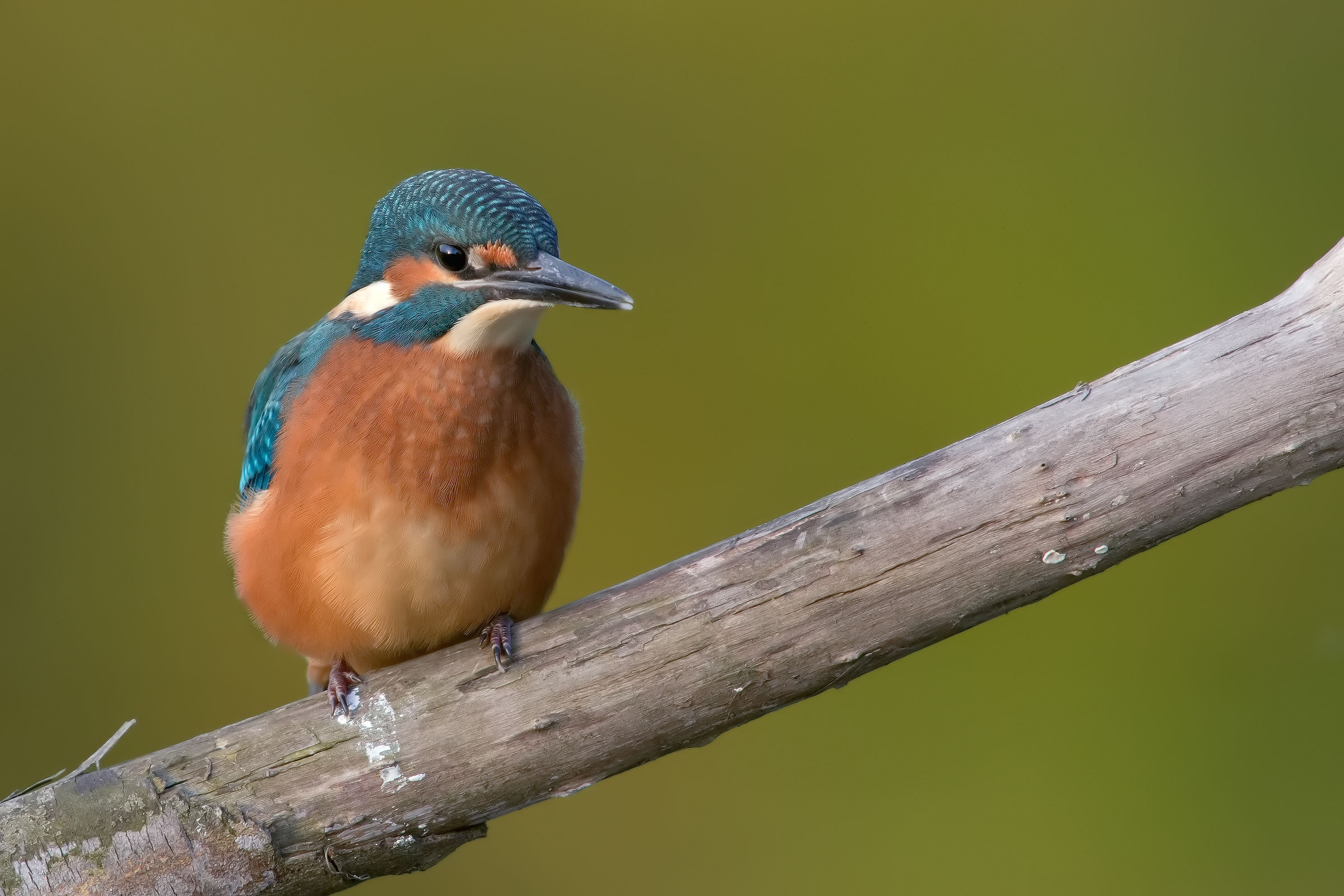 Pullo of Kingfisher