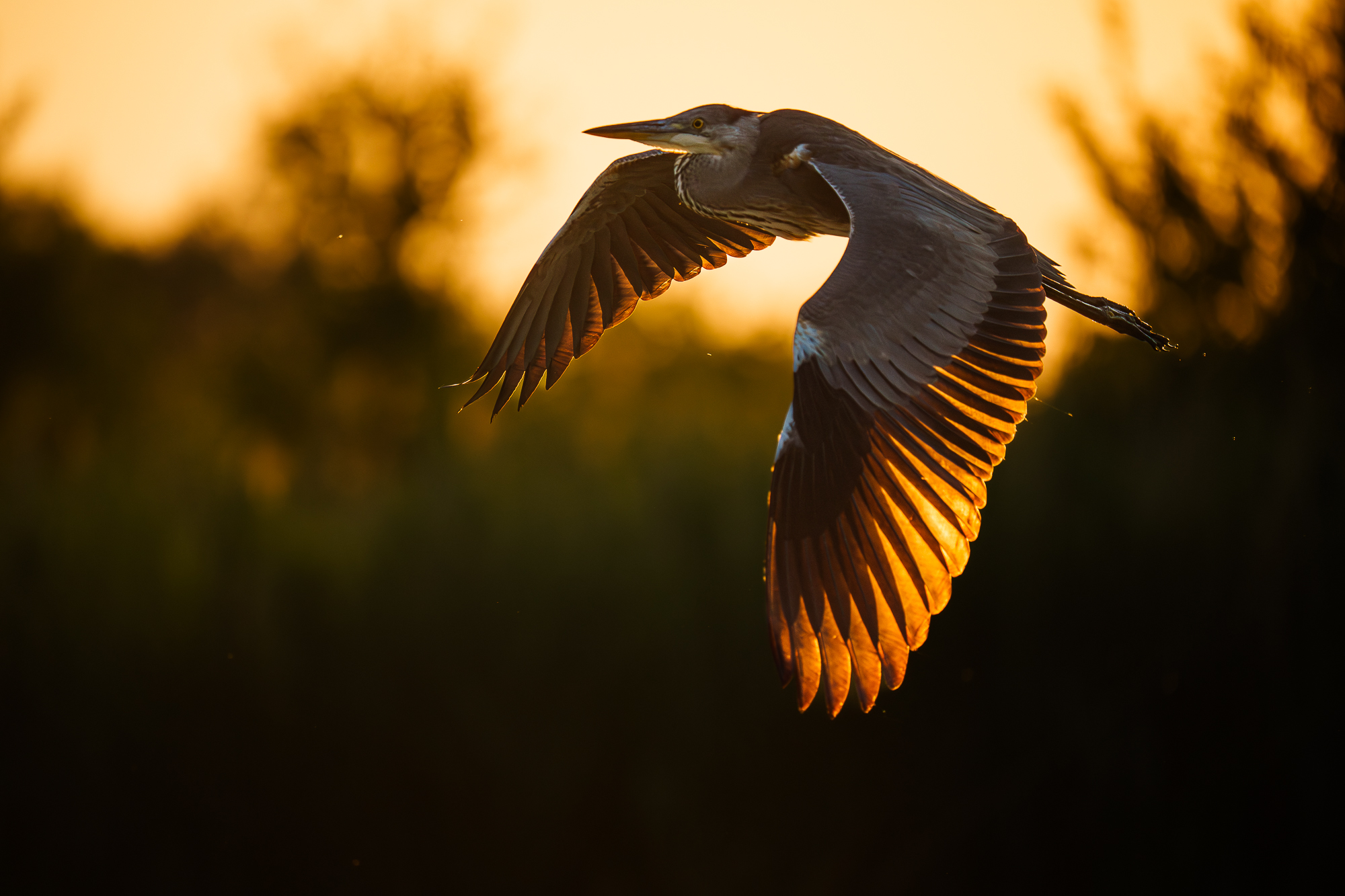 backlit