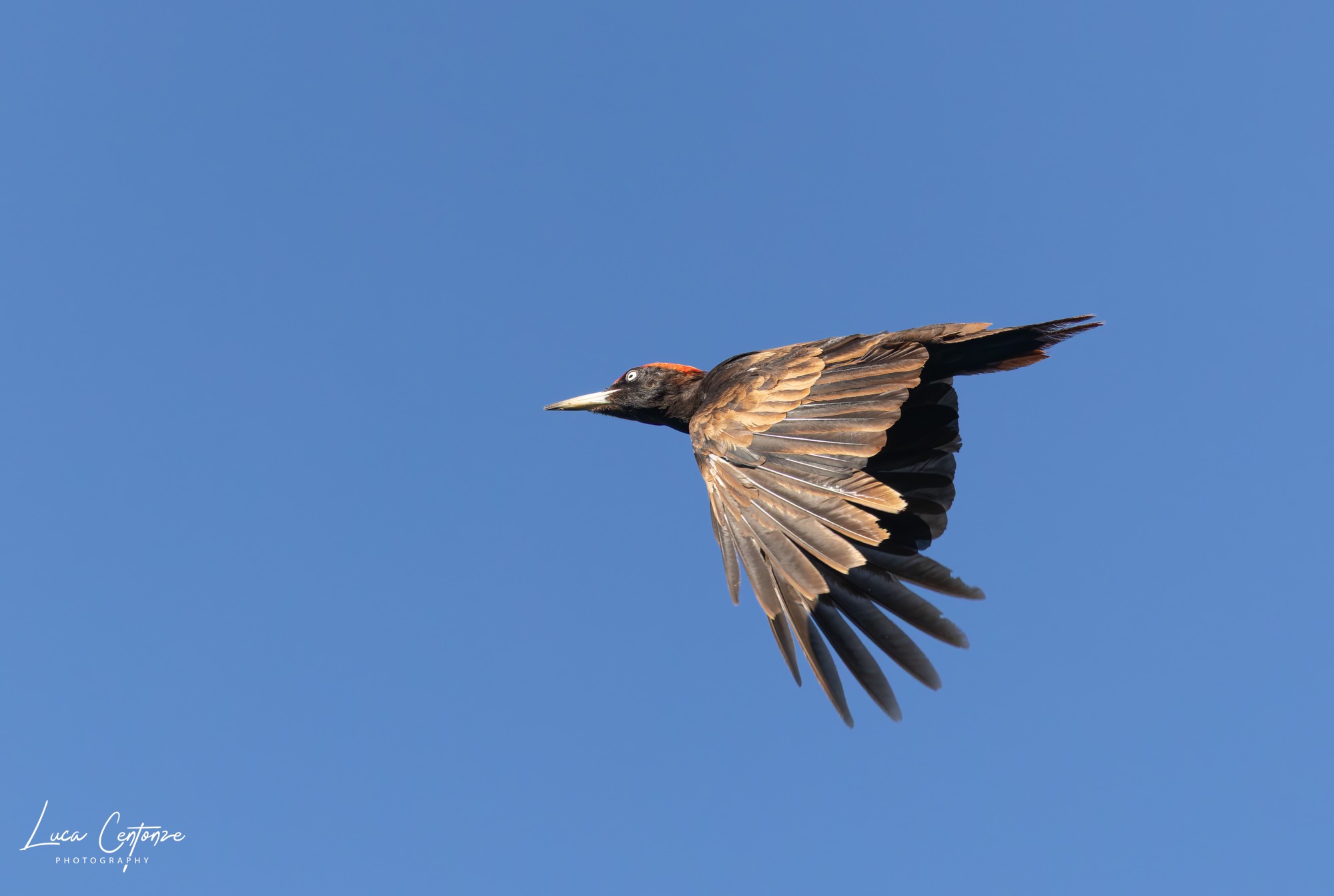 Male black woodpecker