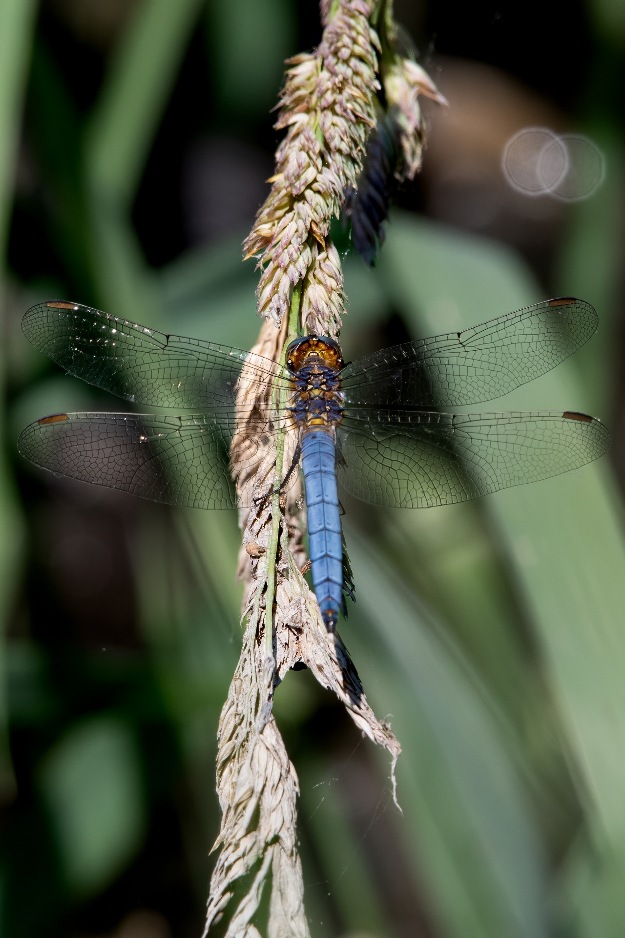 libellula 1
