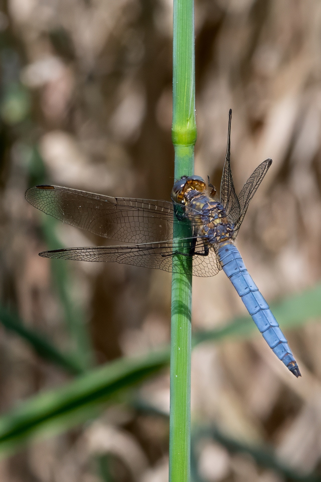 libellula 2