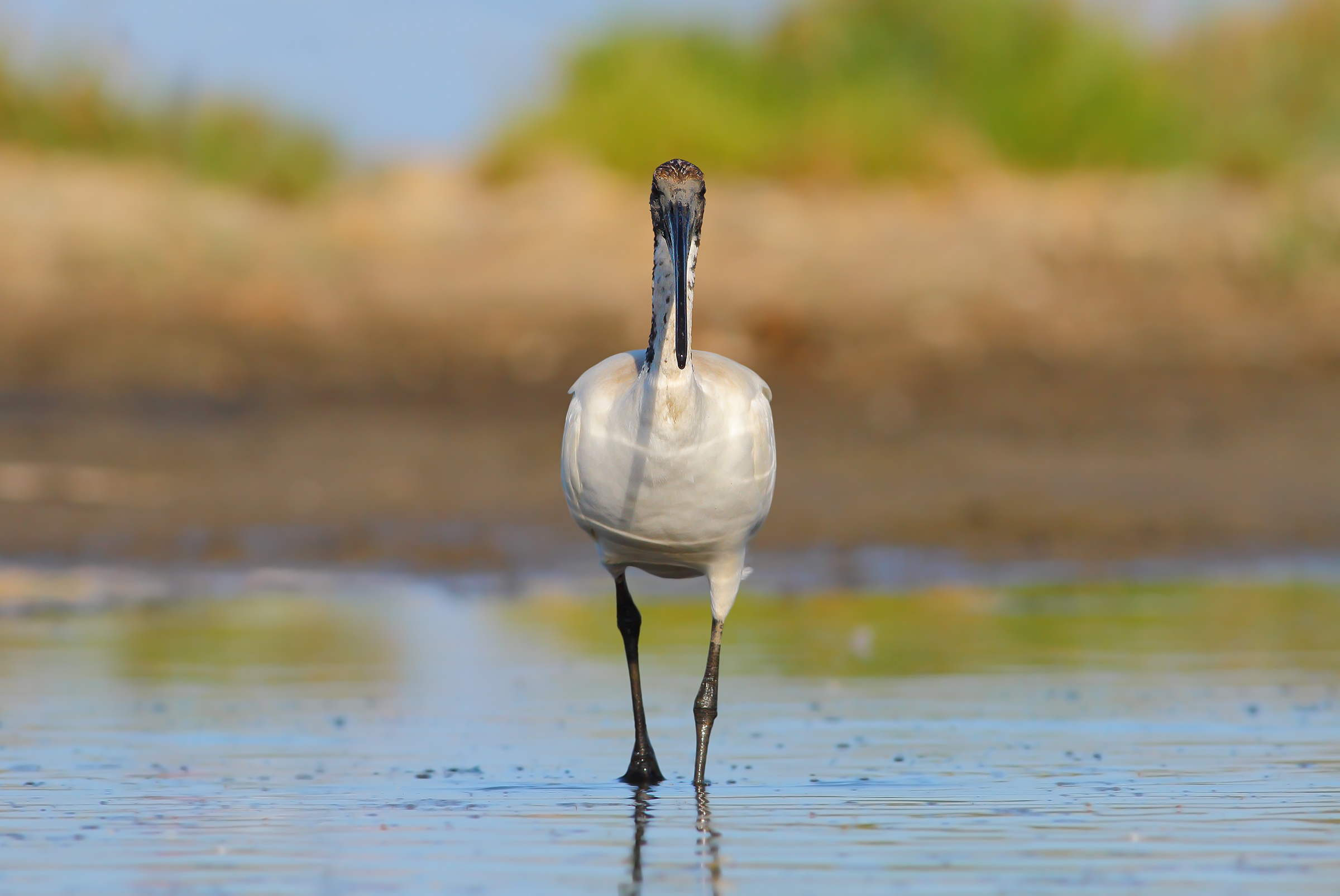 Ibis sacro.