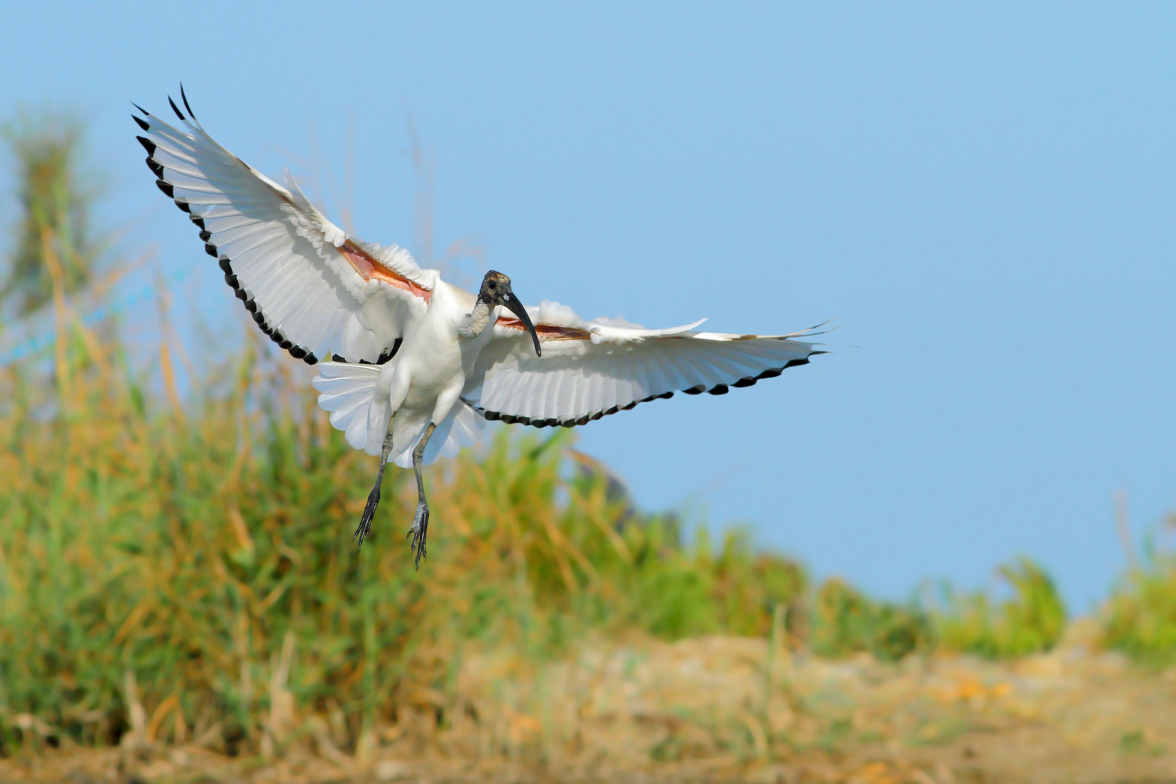 Ibis sacro