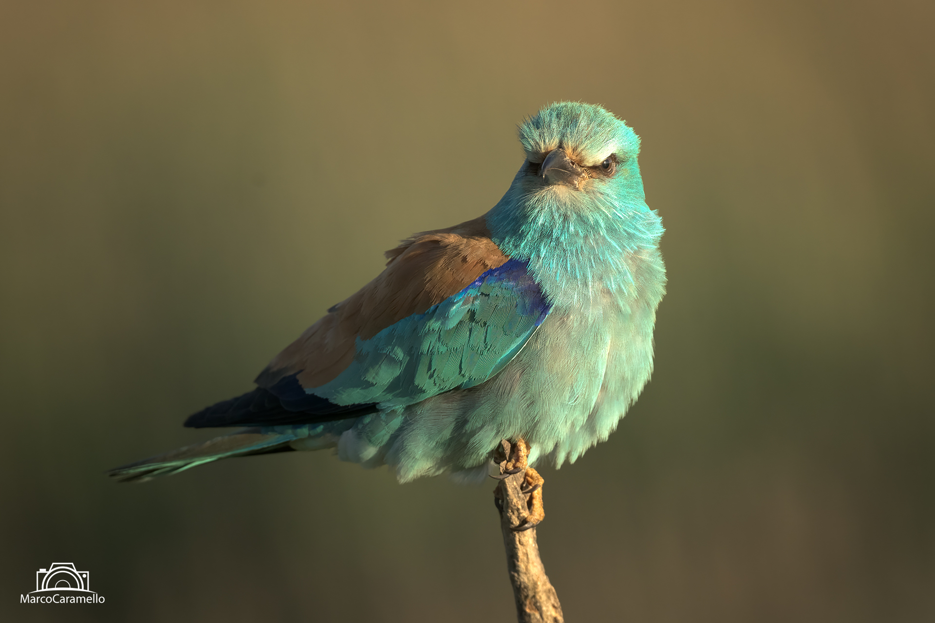 European jay
