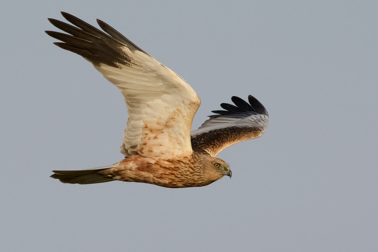 Falco di palude (maschio).