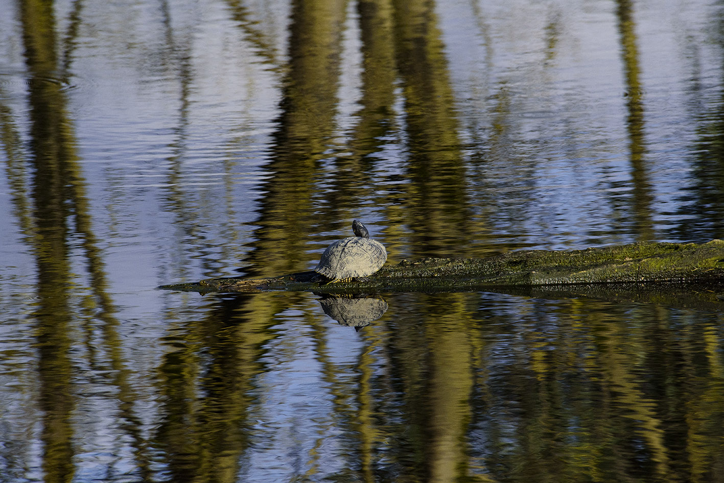 Turtle