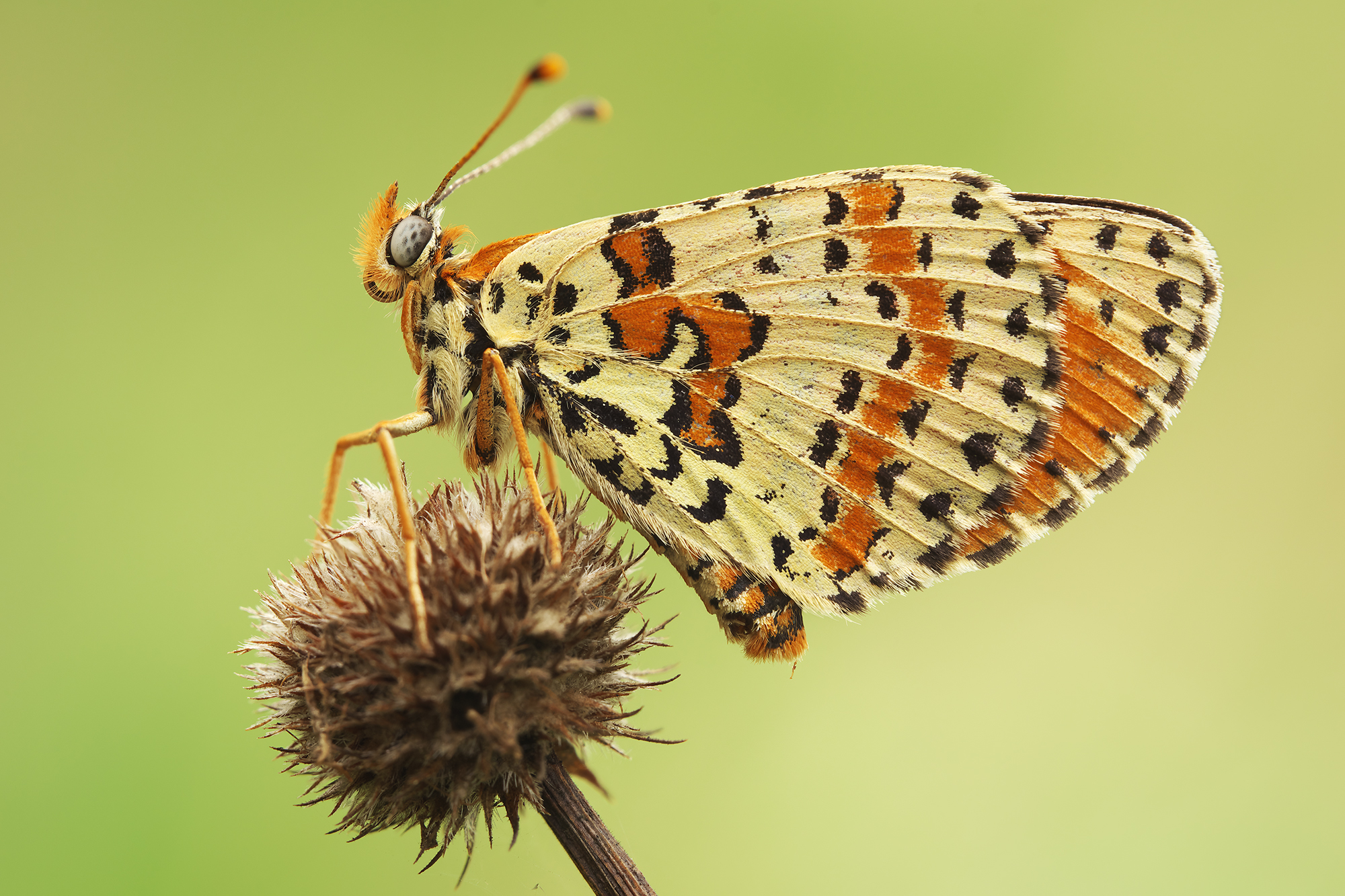 Melitaea didyma