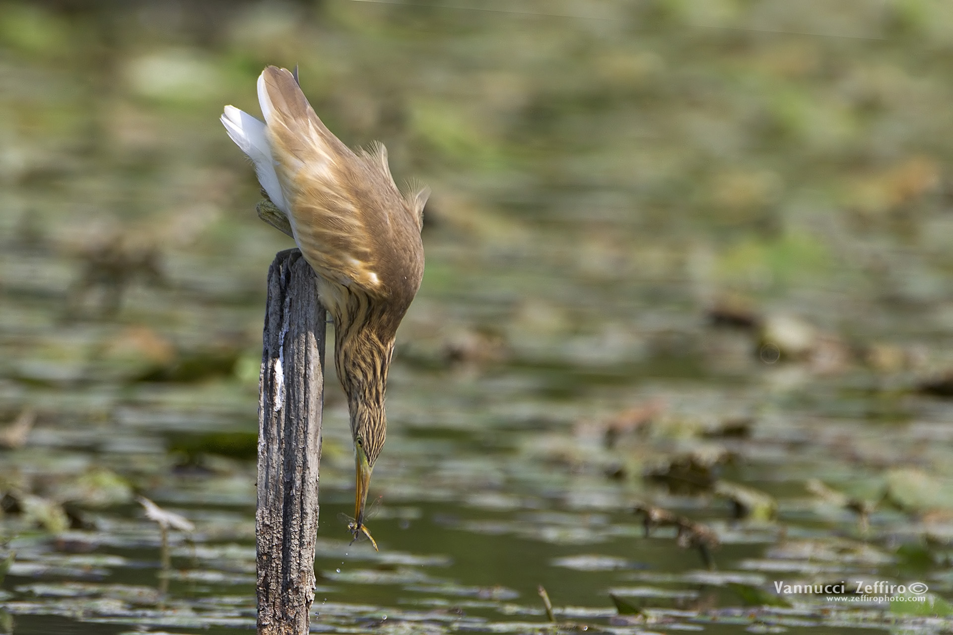 Sgarza crested taken dragonfly