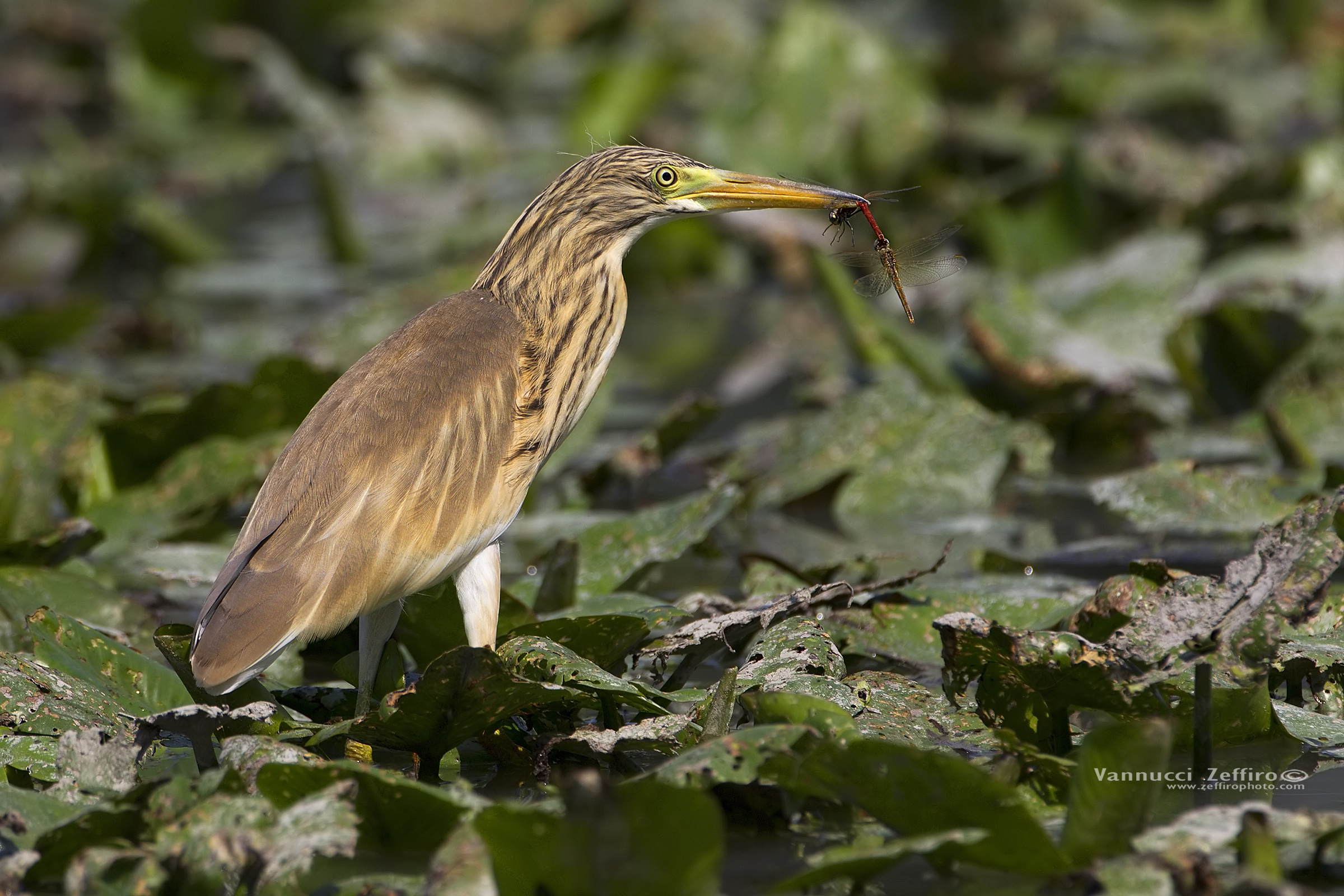Sgarza crested hunting took two dragonflies