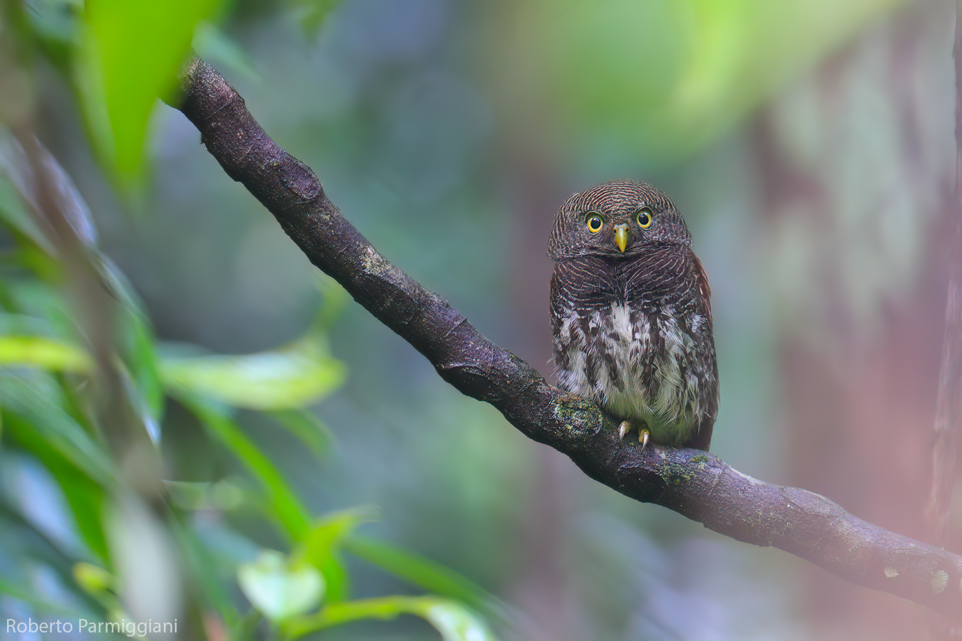 Presenze nel fitto della foresta