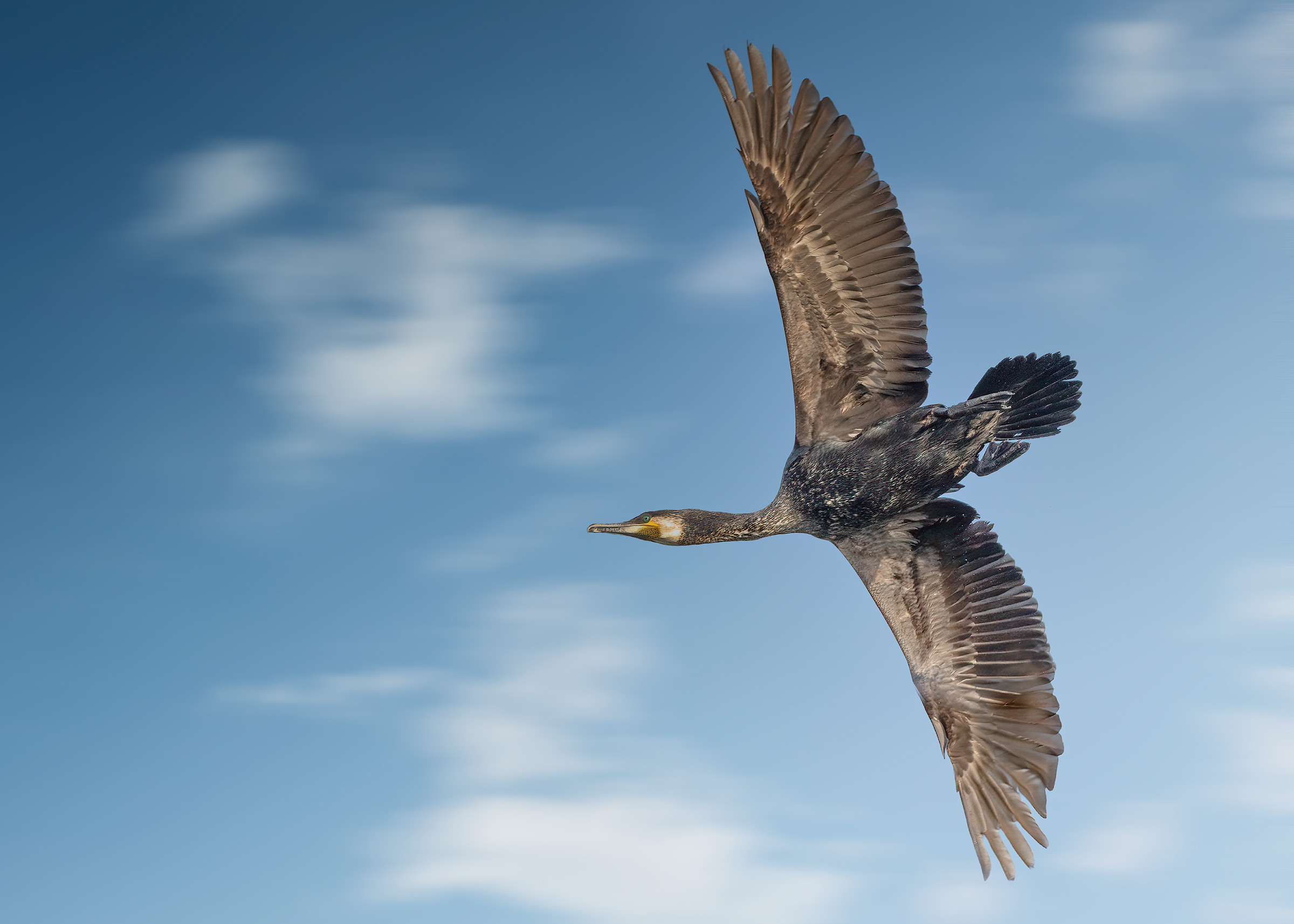 Cormorano