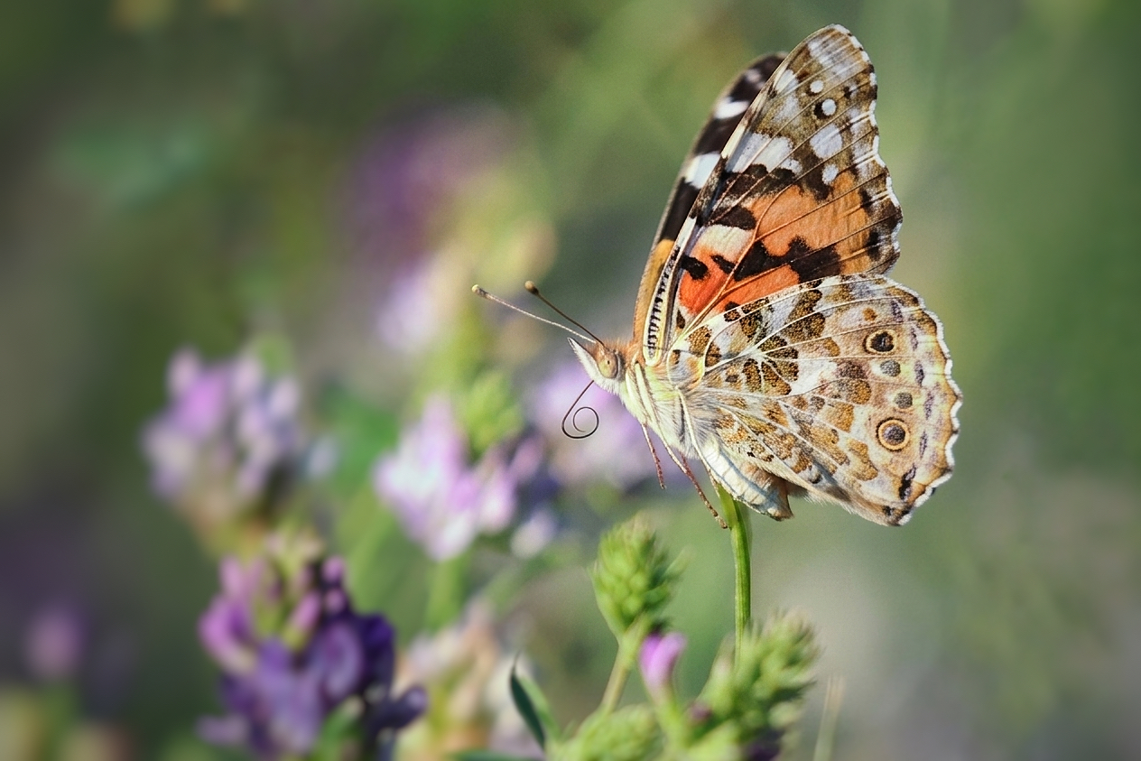 Farfalla in volo
