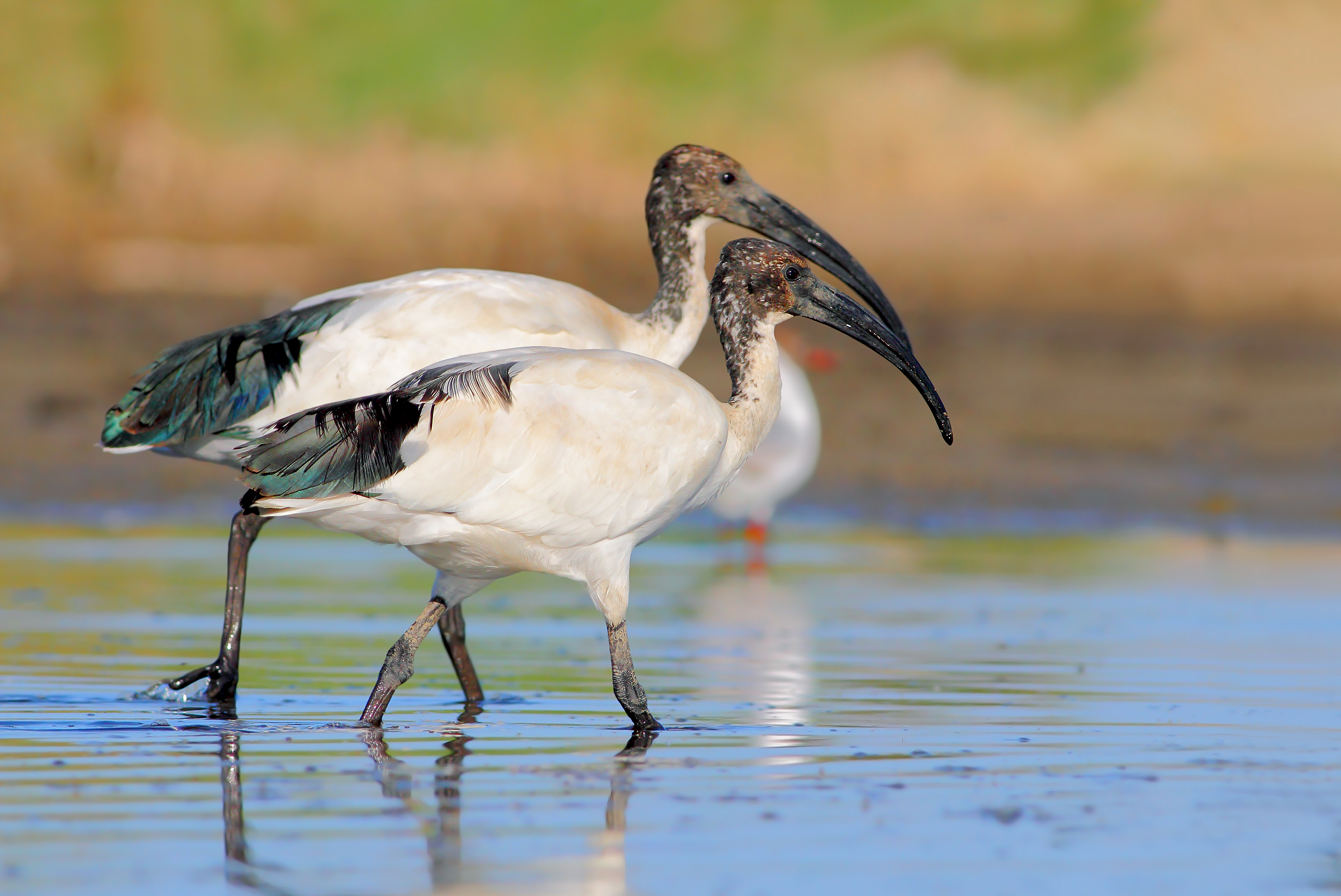 Ibis sacri
