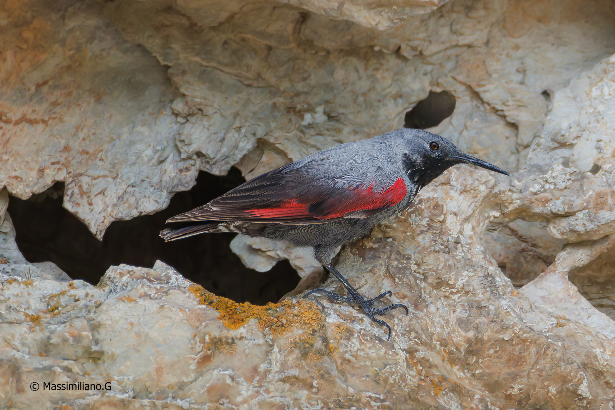 Male Wallcreeper