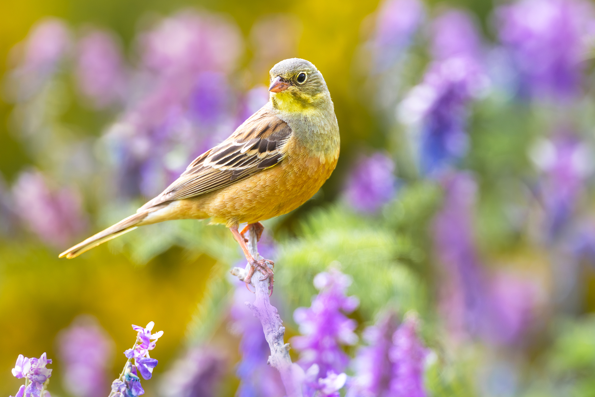 Ortolano
