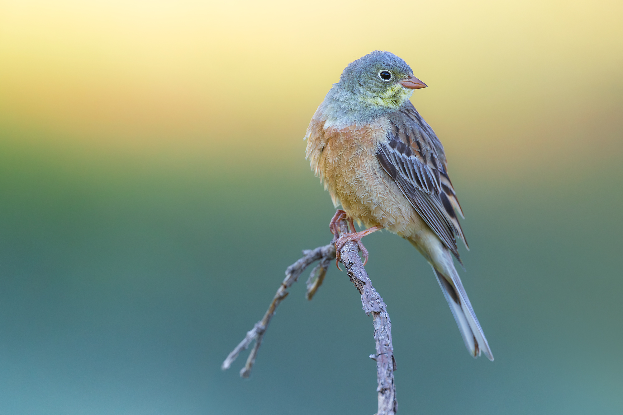 Ortolano