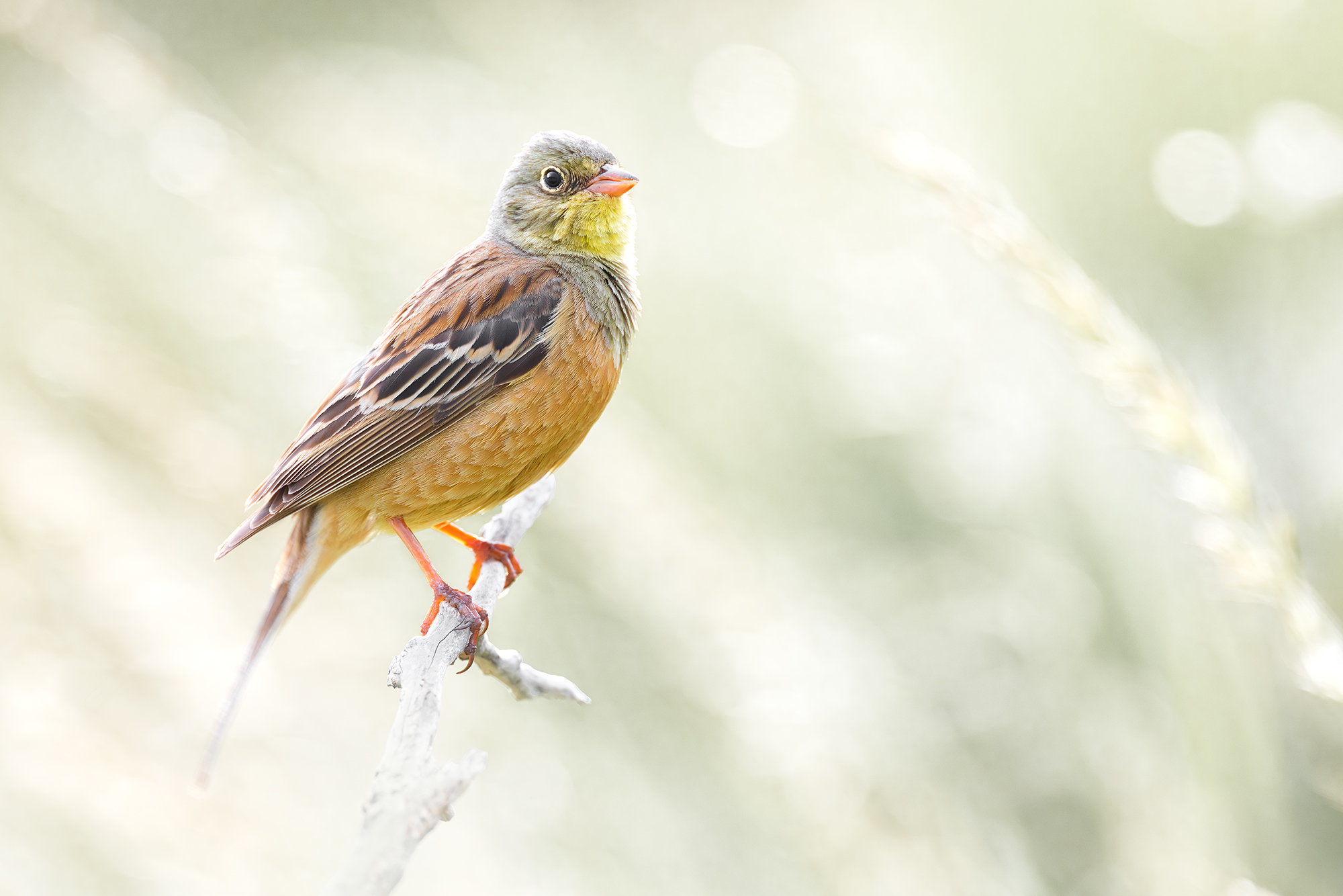 Ortolano