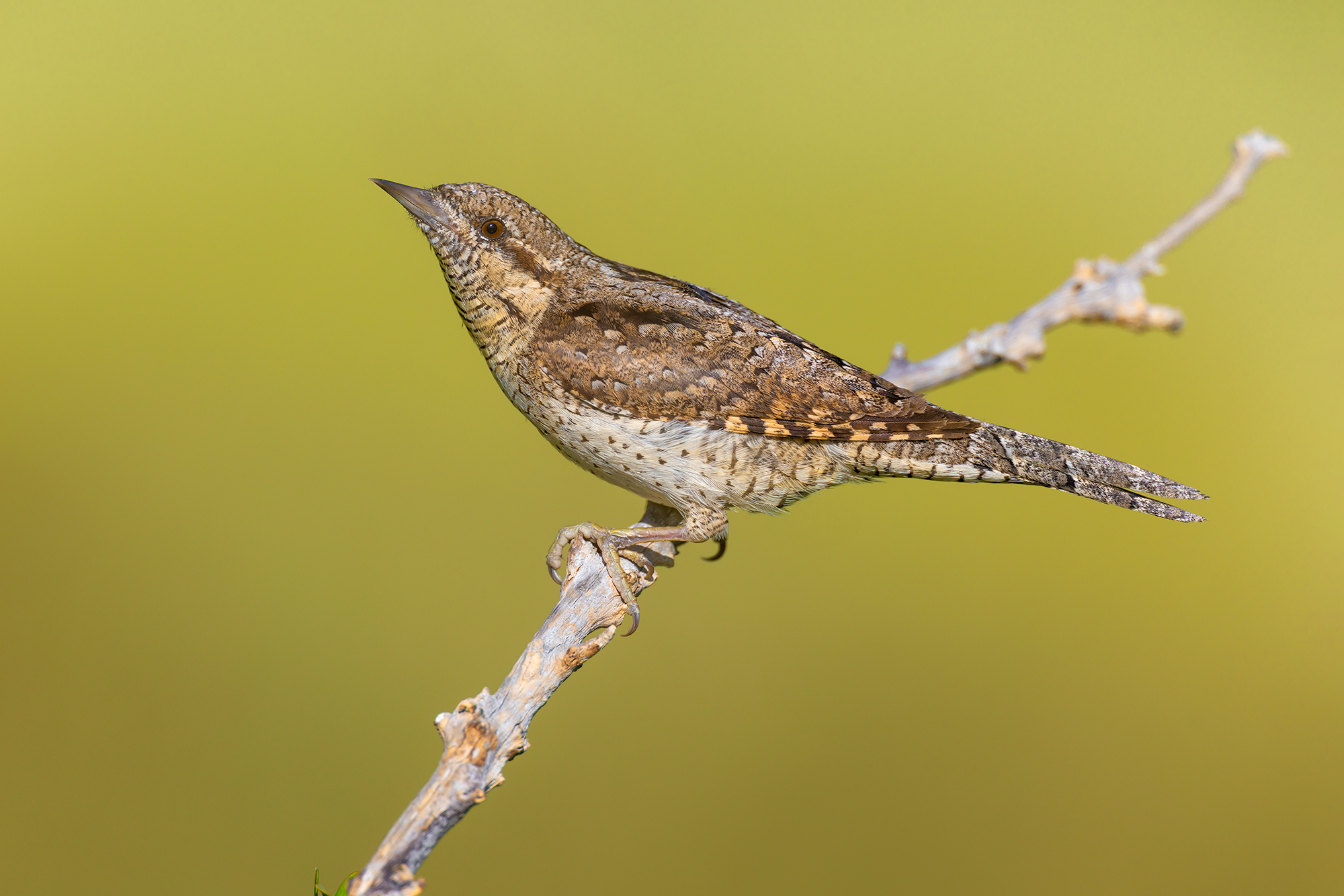 Torcicollo