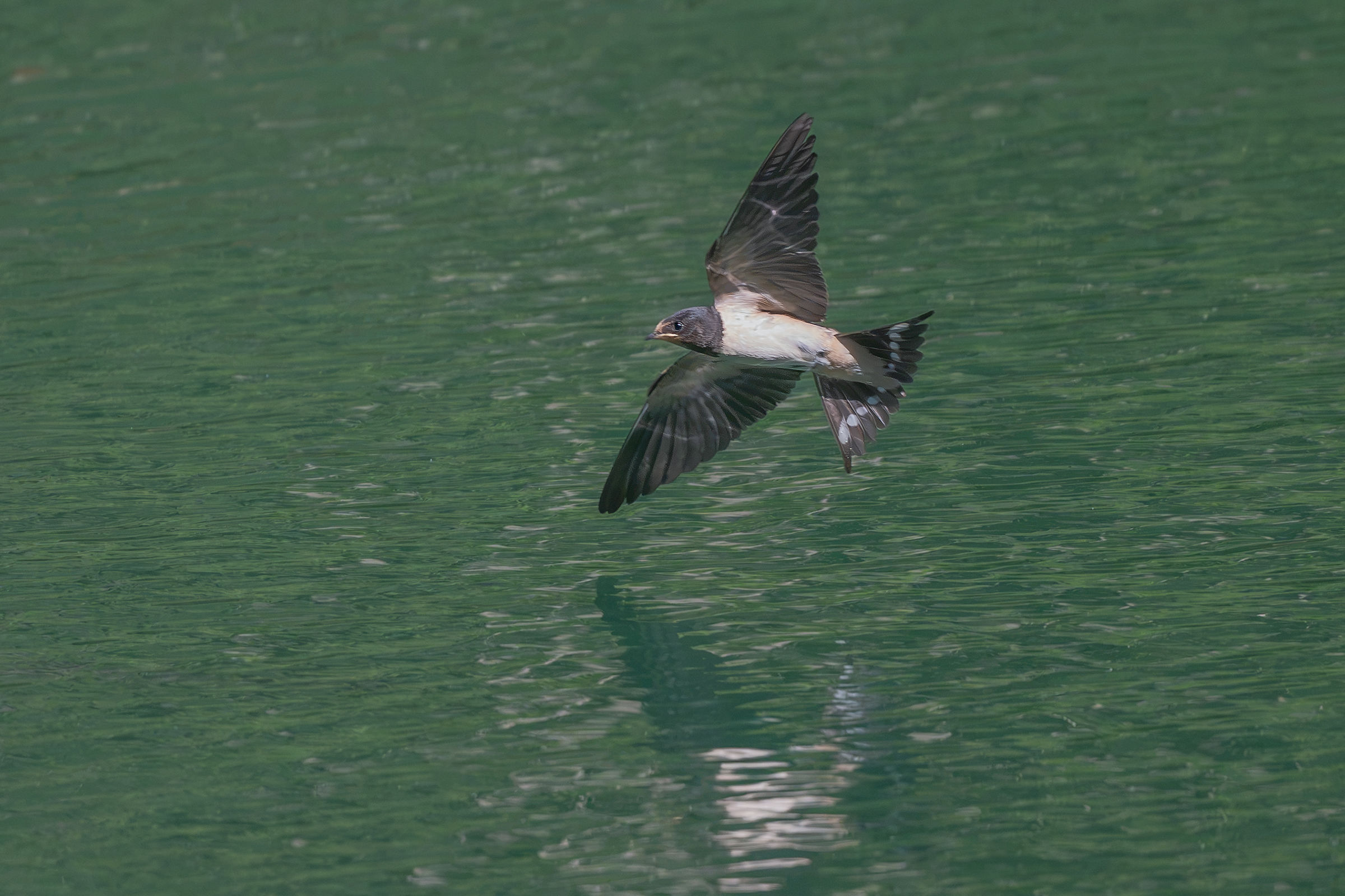 Mountain swallow?