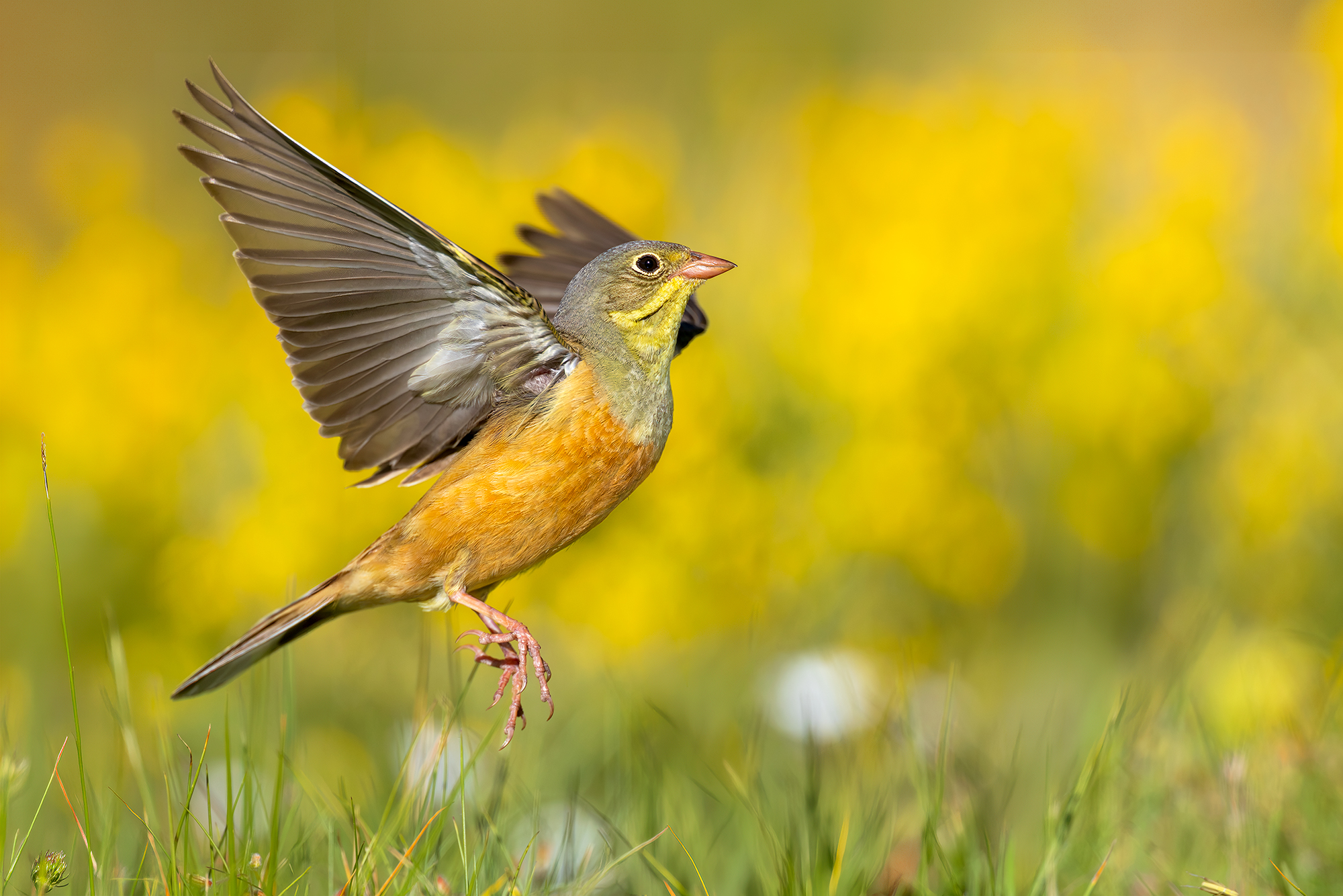 Ortolano