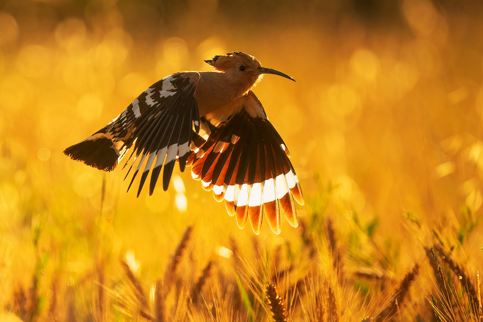 hoopoe