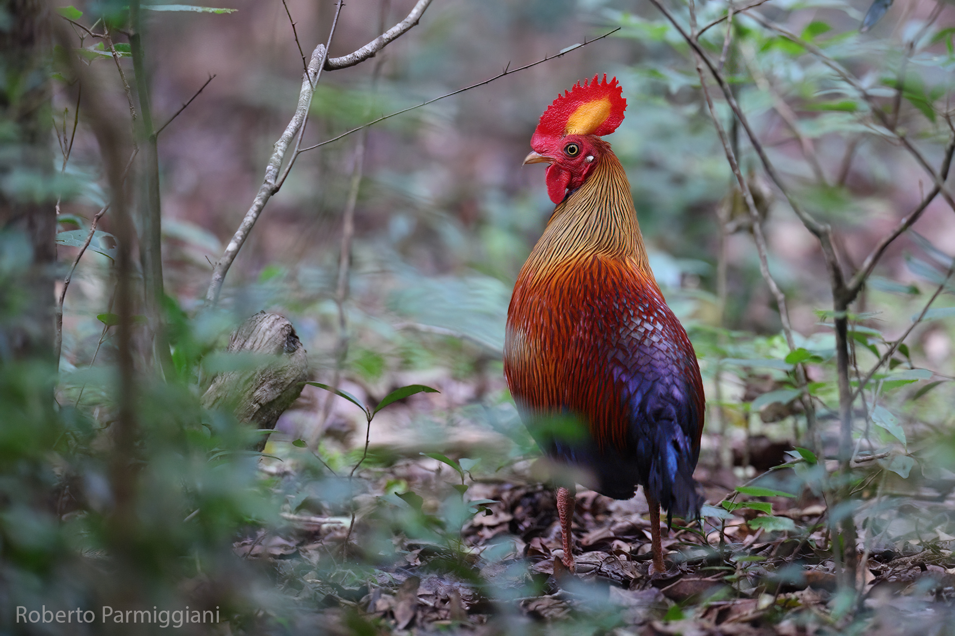 Gallo della giungla