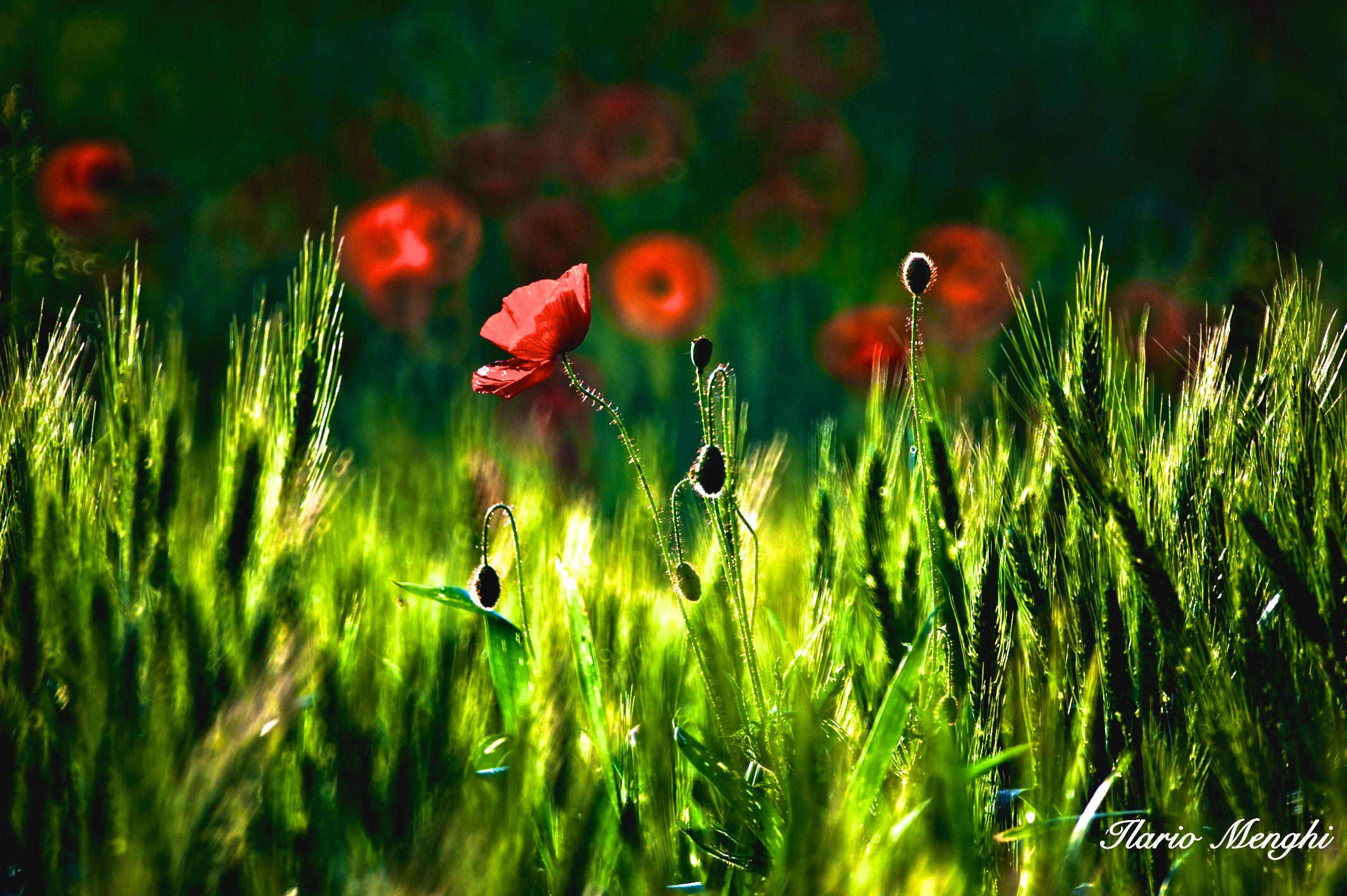 Untitled Photo