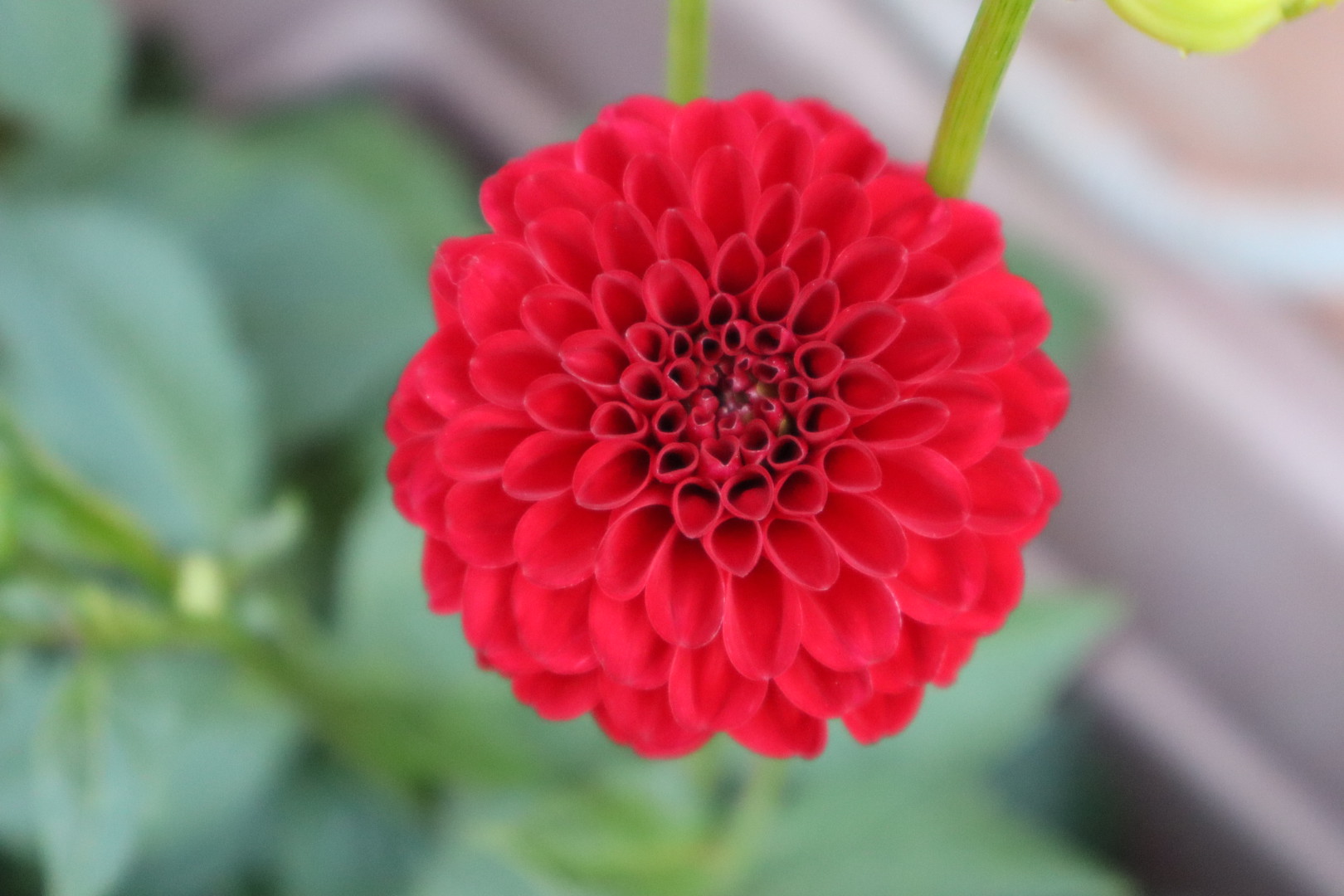 Dahlia 002