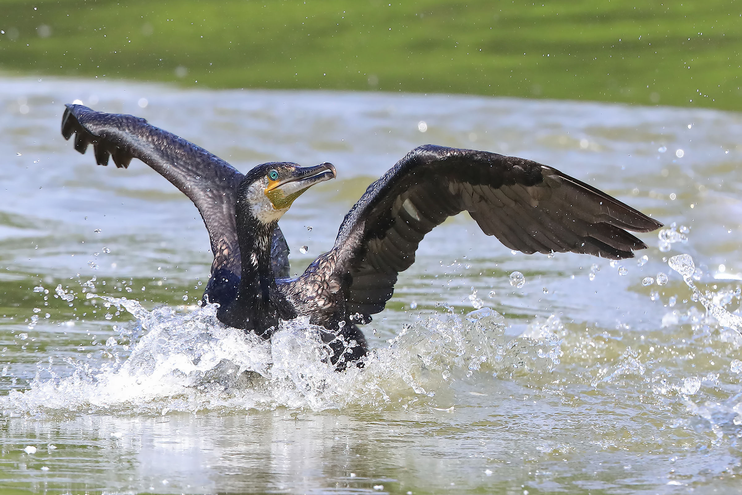 Cormorano