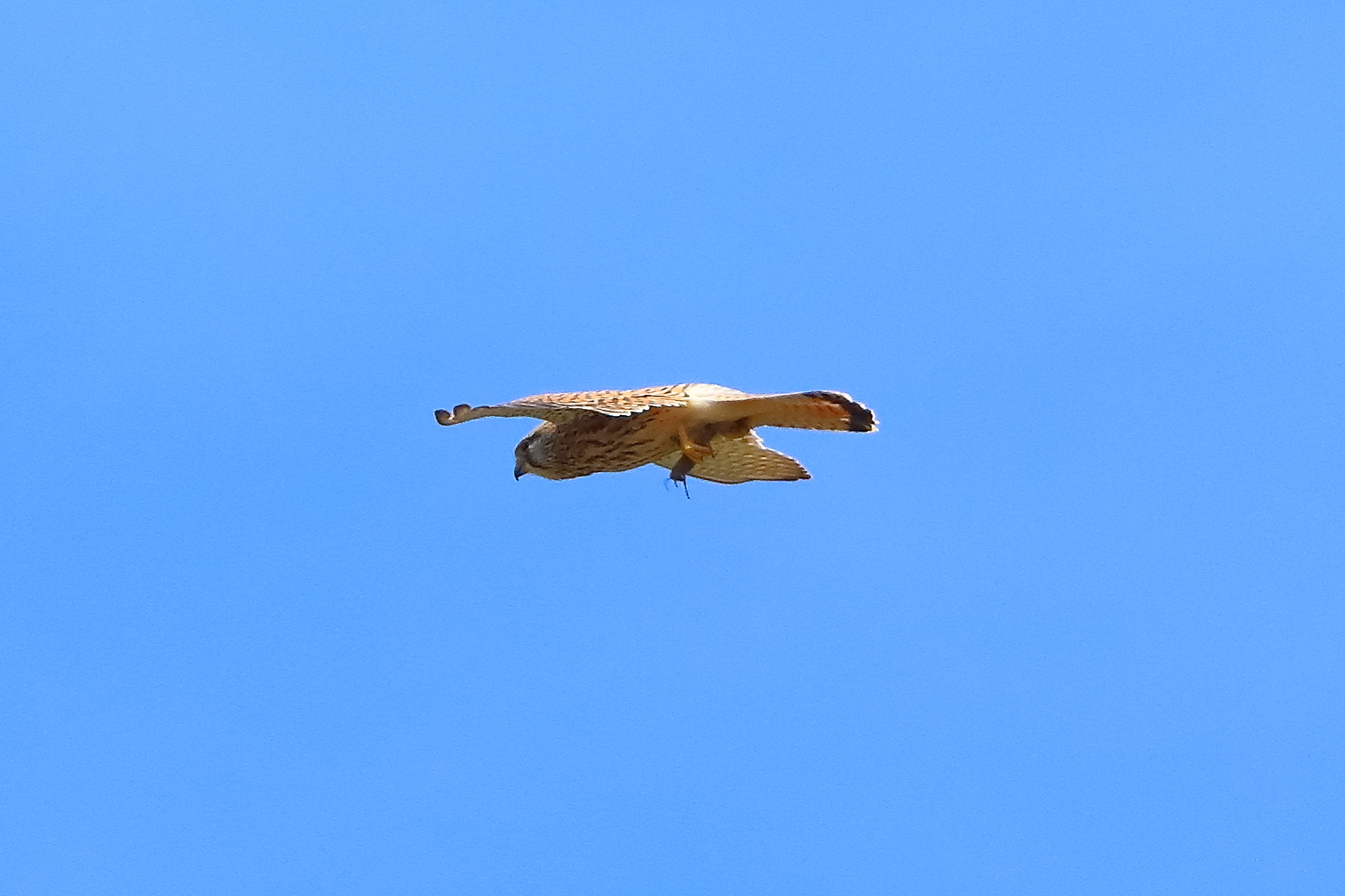 Kestrel 02 April 2026