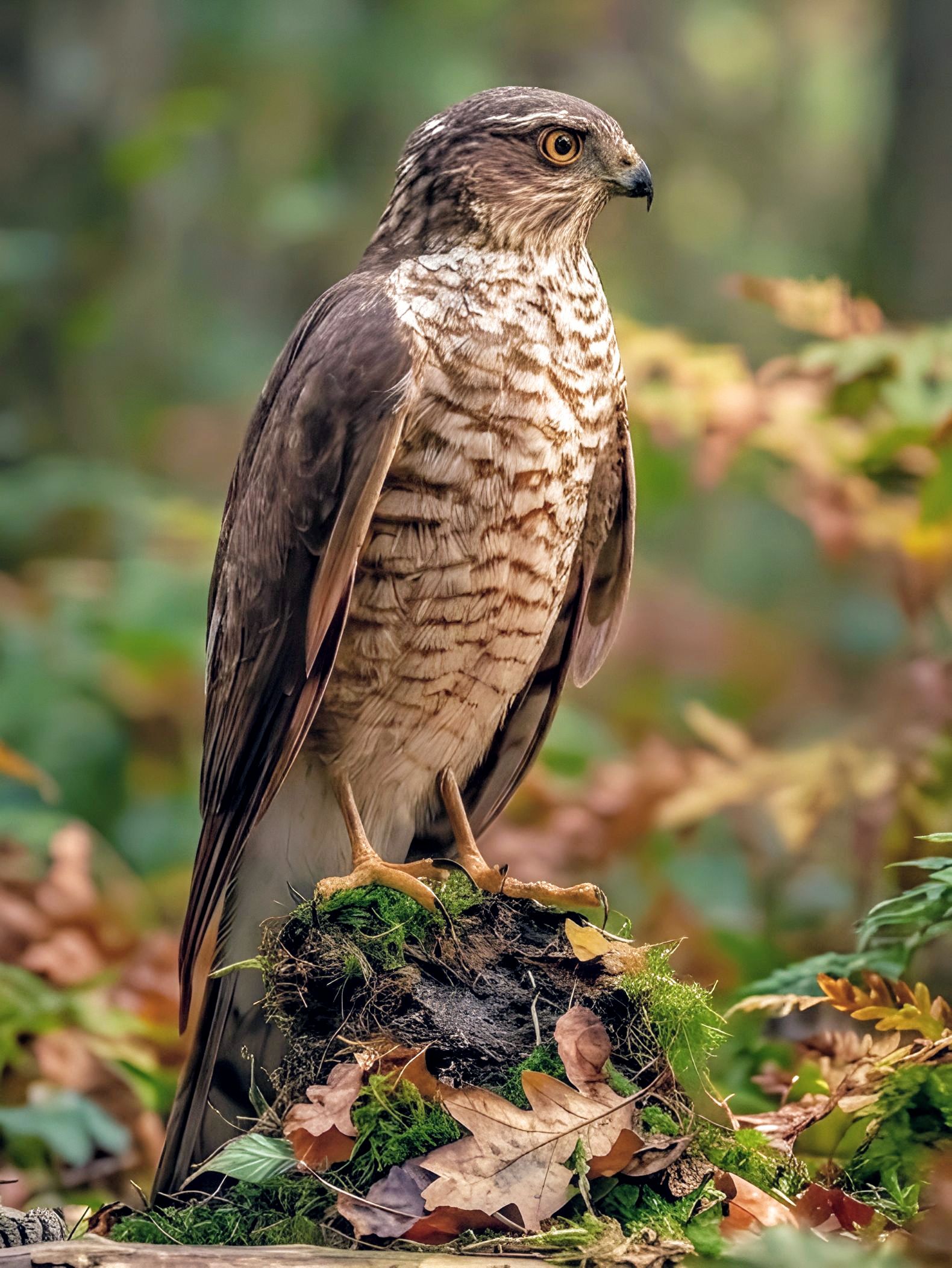 Sparrowhawk