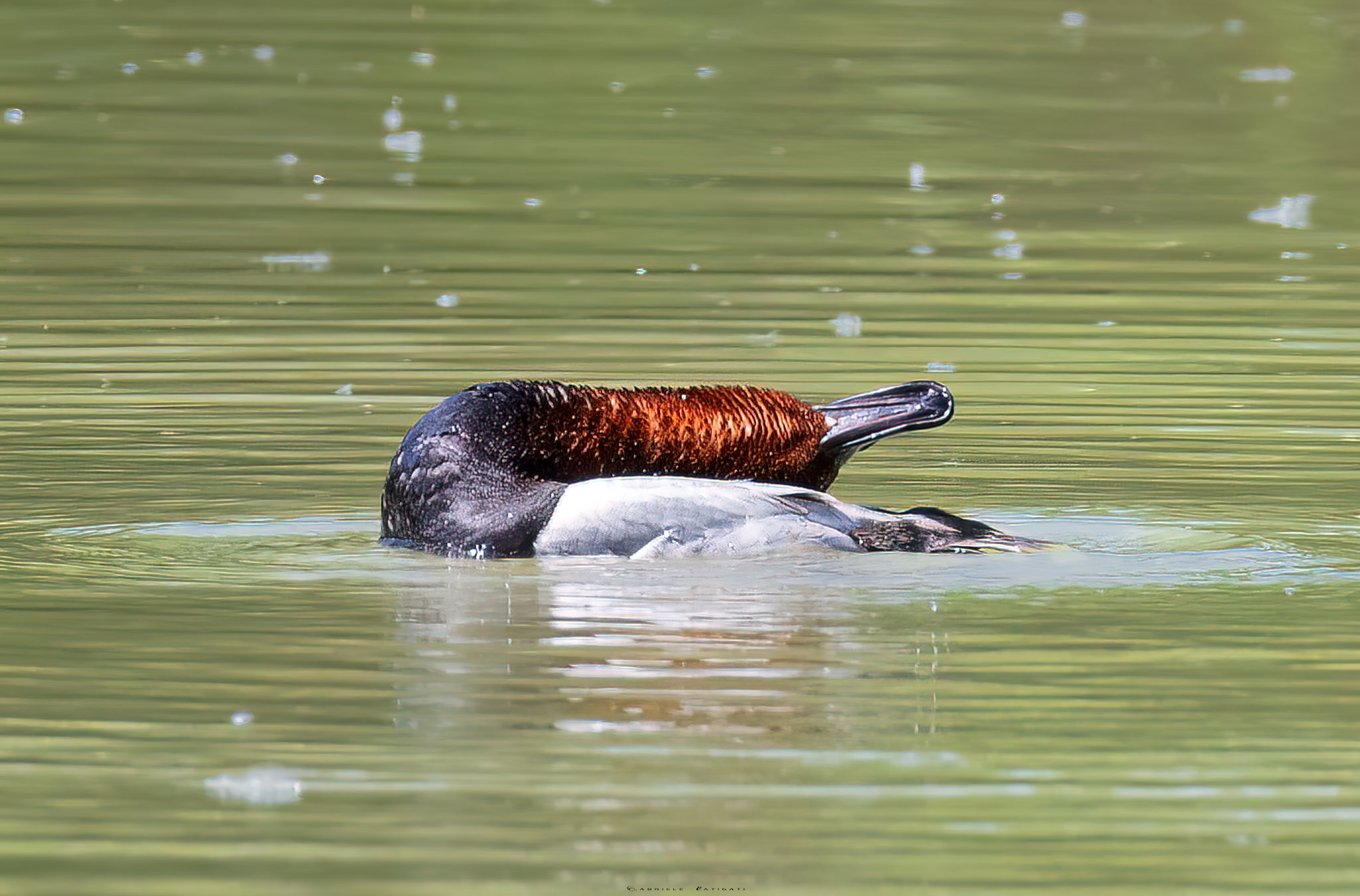 Contortionist Pochard