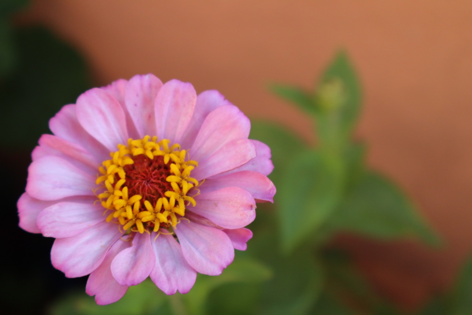 Zinnia 002