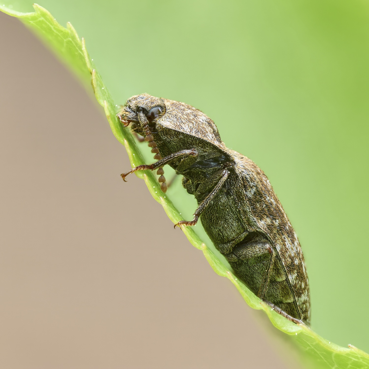 Agrypnus murinus