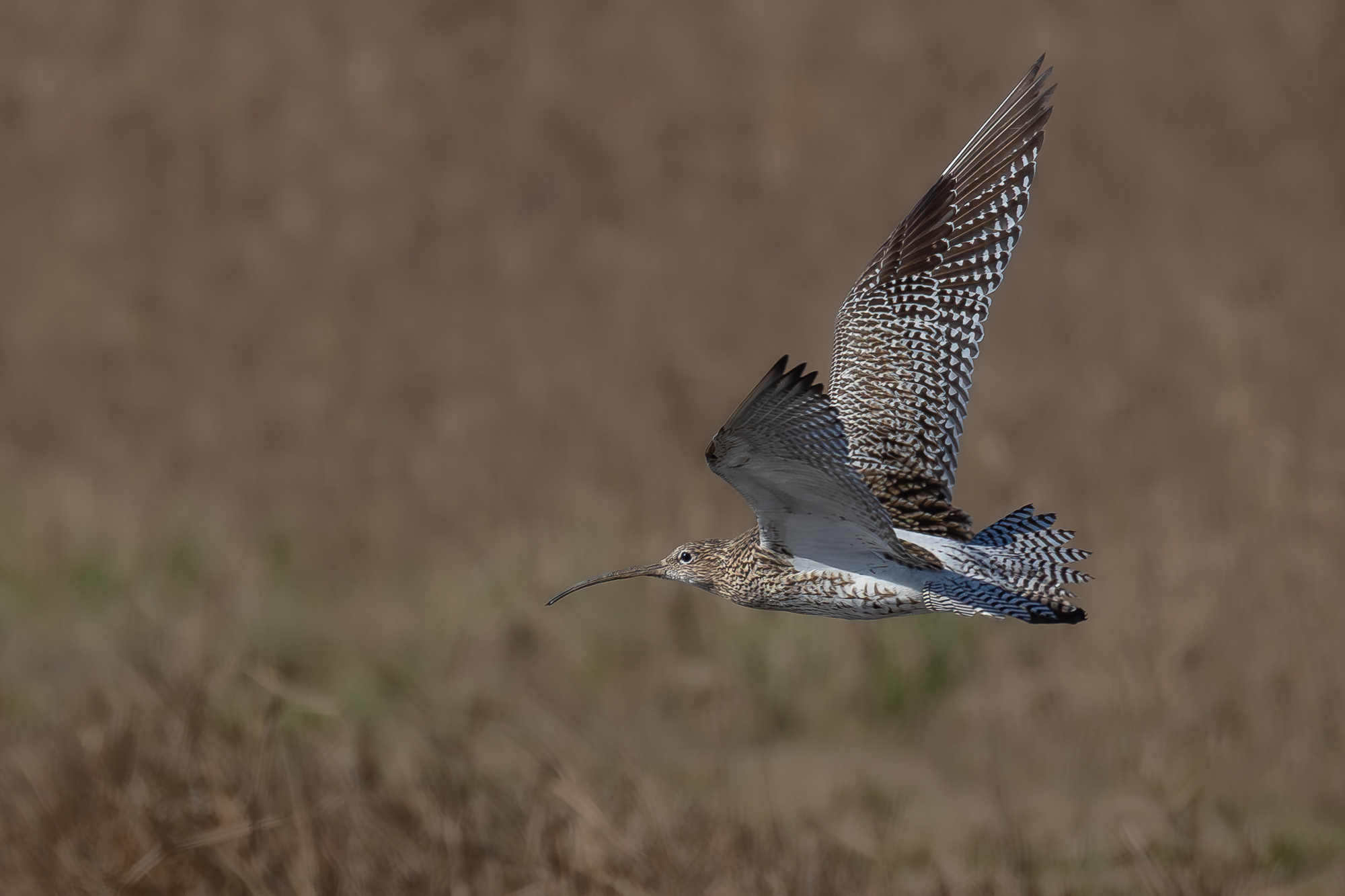 curlew.